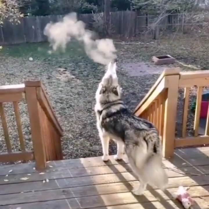 husky and malamuteのインスタグラム：「Cold day.🌨️❄️ follow @alaskandaily （Twitter：alaskandaily）for more cute pic and video.😜 ……………………………………………………………… Each video was approved by the original author. But  don't have a Instagram account. We are first one post those video. So watermark credit @alaskandaily ……………………………………………………………… #alaskan#malamute#alaskanmalamute#alaskanhusky#malamutesofinstagram#puppylife#puppylove#puppydog#puppylover#dogdays#malamutepuppy#huskies#huskeypuppy#huskeiesreq#siberian#huskeiesofig#dogslife#dogsofnyc#cutedog#cutedogs#huskeypics#huskeylovers#huskygram#huskeylove#huskiesofinstagram#dogsofnyc#husky#狗」