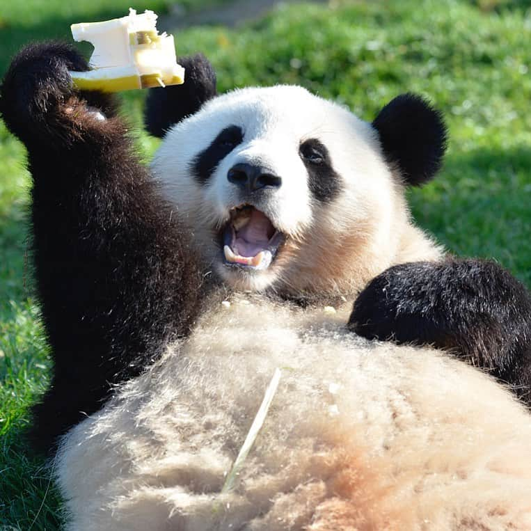 パンダ（白浜）さんのインスタグラム写真 - (パンダ（白浜）Instagram)「Heeeeey  #ADVENTUREWORLDPANDAS 🐼🐼🐼 #アドベンチャーワールドパンダ #baby #HELLOLITTLE #pandamental #hellopanda #ハローリトル #ハローパンダ #パンダグラビア and #panda #pandababy 🐼🐼🐼 ⭐︎『ADVENTURE  WORLD  PANDAS』⭐️」11月23日 1時09分 - hellopanda_book