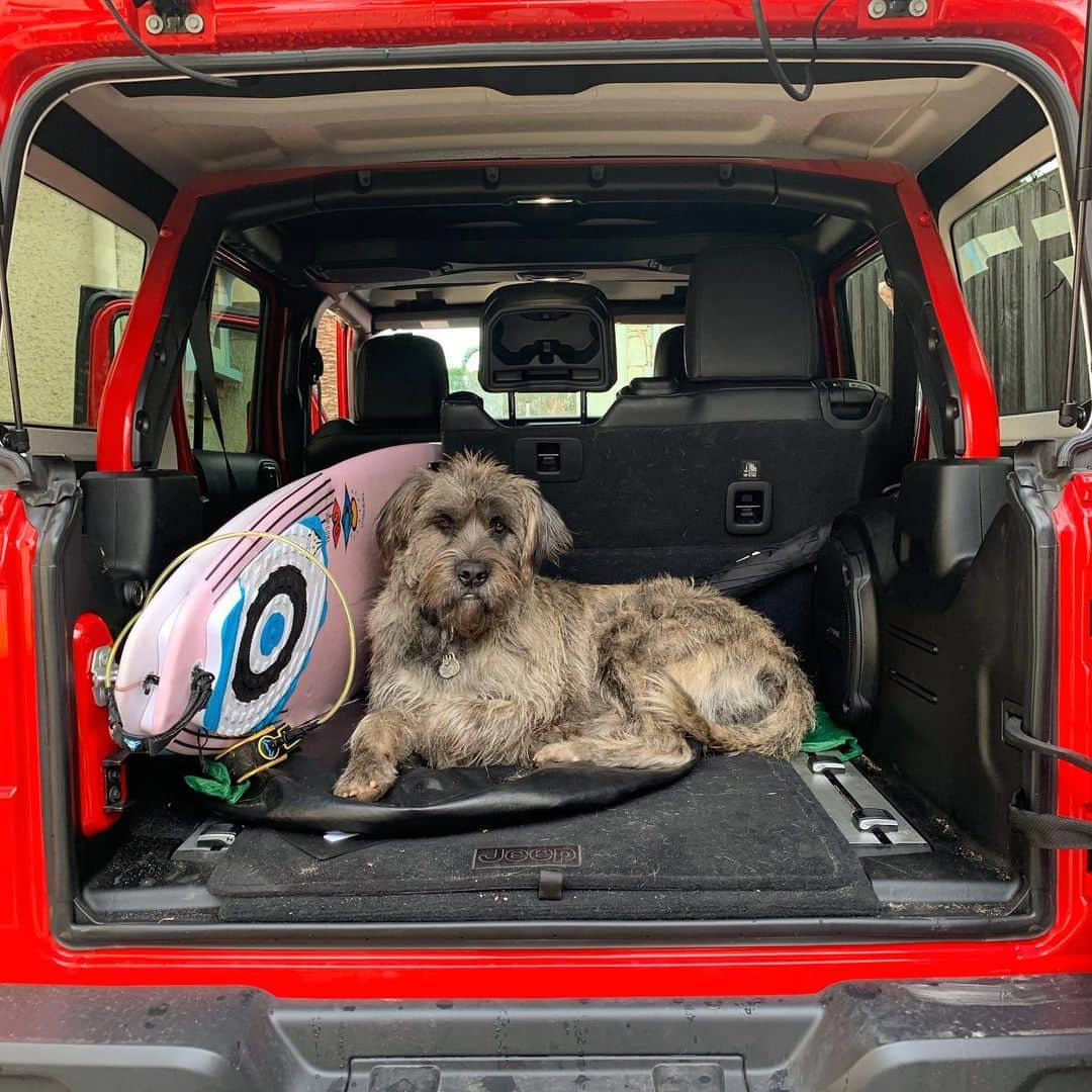 ニッキ・バン ダイクのインスタグラム：「It’s a dawgs life 💕🐶💕🐶💕 @jeep #jeepwrangler #ad #jeepWSL」