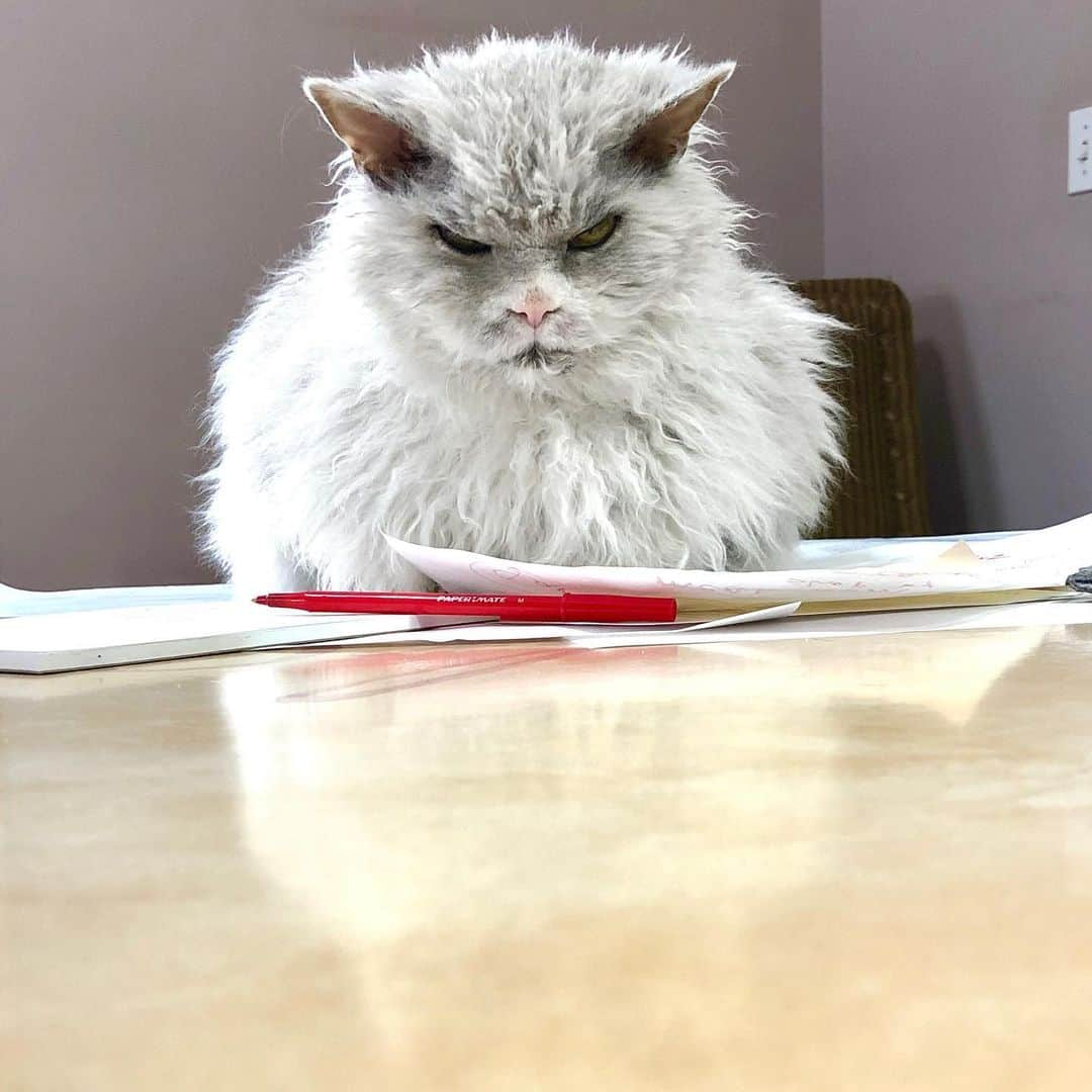 アルベルトさんのインスタグラム写真 - (アルベルトInstagram)「The paperwork is overwhelming. #pompousalbert #selkirkrex #officecatsofinstagram」11月23日 3時44分 - pompous.albert