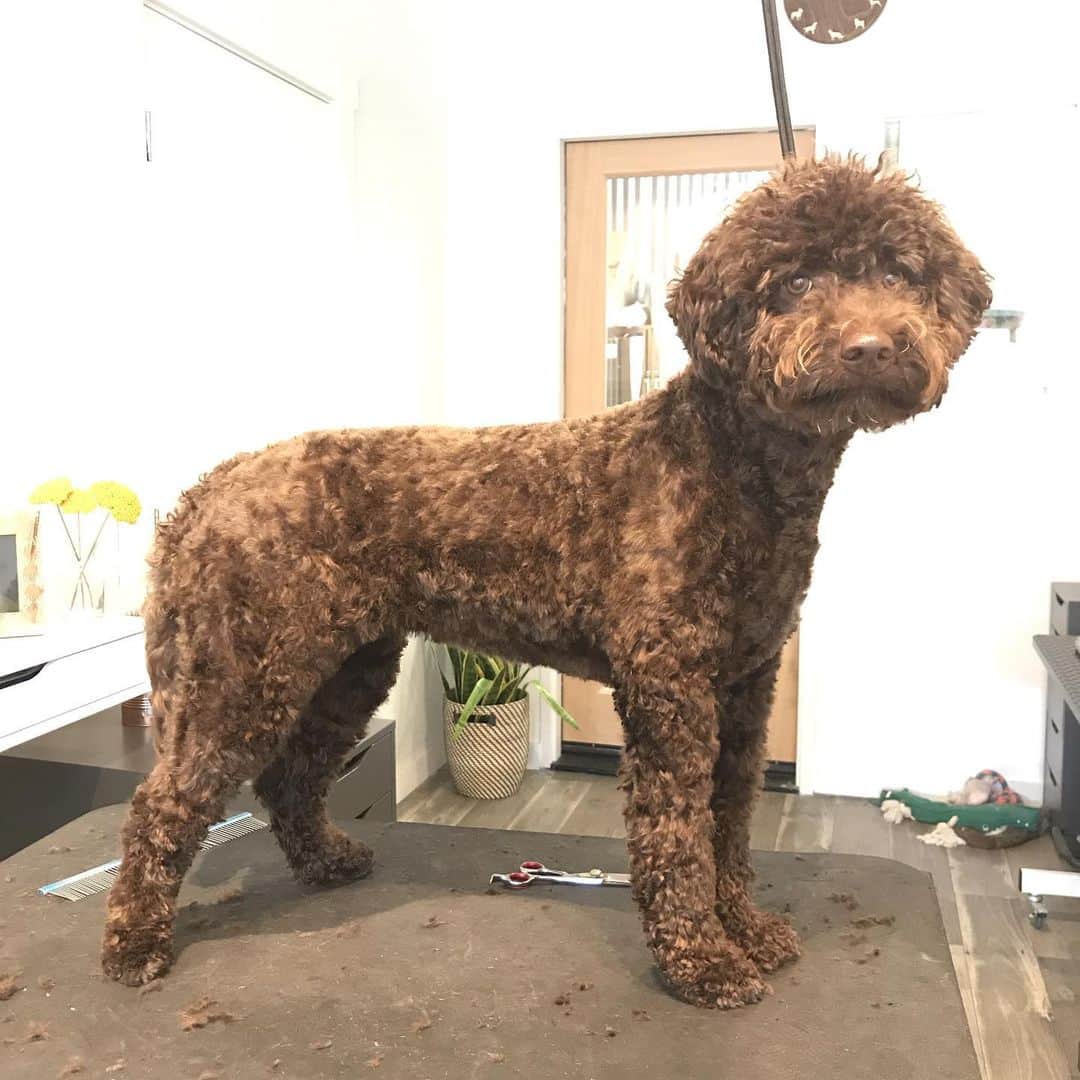 Dogs by Ginaのインスタグラム：「Lagotto Romagnolo」