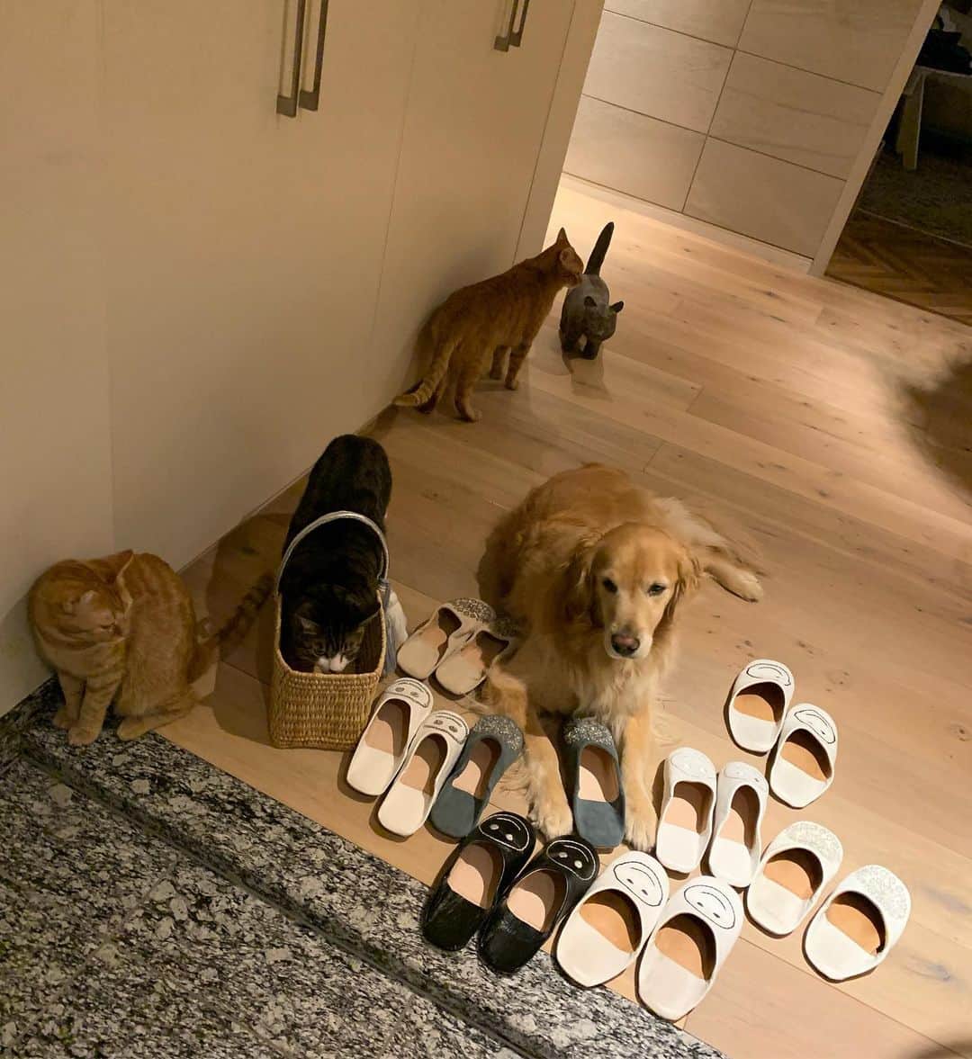 石田ゆり子さんのインスタグラム写真 - (石田ゆり子Instagram)「猫多すぎ問題 スリッパ多すぎ問題 籠の取り合い問題。 too many cats  too many slippers  Cats love a basket too much🤣 #ゆりごろう王国の問題」11月23日 7時10分 - yuriyuri1003