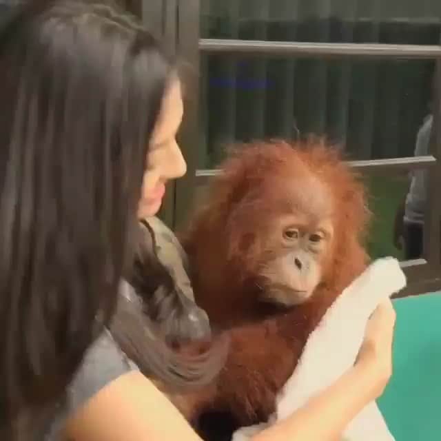ラライン・シャーのインスタグラム：「No words to describe how happy this little one made me feel with the little time I had with him. When I think of animals in nature, I think of how it must be not to have a voice if their homes are being burned or destroyed. Where then do they go and who then fights for them? My 2020 resolution is to move forward and be a part of that voice. My parents found Steve at a small warung (tuck shop) in a cage. Apparently his parents died while they were clearing the fields to make way for a plantation North Sumatera. After his rehabilitation he was let free.Let these injustices to innocent wildlife not happen on our watch. They hurt like we do. #orangutan #sumatera #wildlife #indonesia #lestarikan」