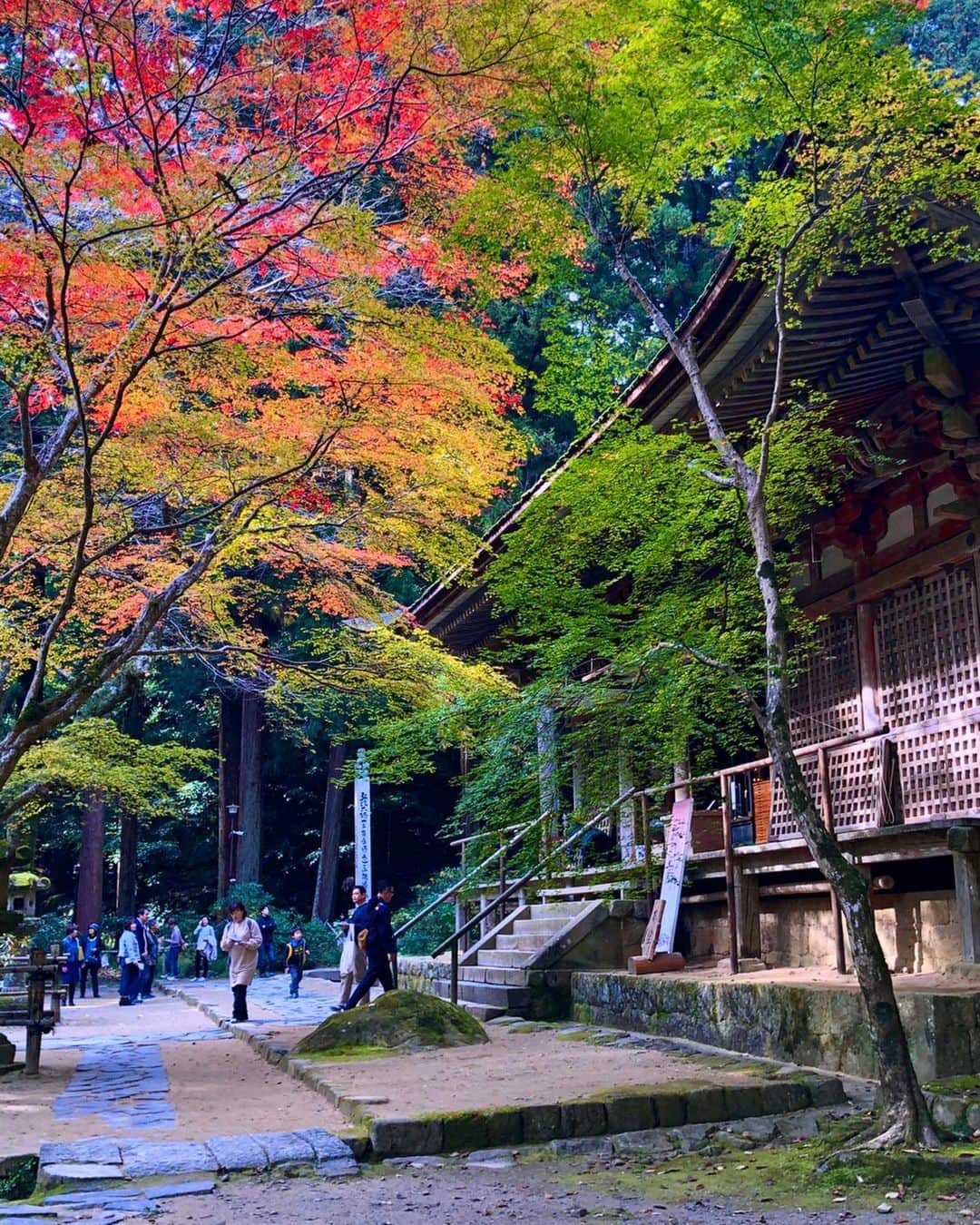 のインスタグラム：「奈良県宇陀市#室生寺 (スライドして下さい) Location Nara Japan Muroji (Swipe)  2019.11.17  昨夜の嵐コンの余韻に浸りすぎて朝post忘れて夕方になってしまいまった先週訪れた室生寺。奥の院まで700段ある階段、今回は楽勝に感じました。山あいの神社仏閣や渓谷巡りしてるから慣れたのかなあ〜。 #神社仏閣  #寺院仏閣  #日本の絶景  #美しい日本  #わたしは奈良派 #日本庭園  #おとな旅プレミアム  #奈良県景観資産  #絶景delic  #はなまっぷ  #japanesetemple  #japanesegarden  #look_japan  #total_asia  #lovers_nippon  #otonatabi_japan  #jalan_travel  #special_spot_  #wu_japan  #ippawards  #earth_superior  #top_favourite_shots  #nipponpic」