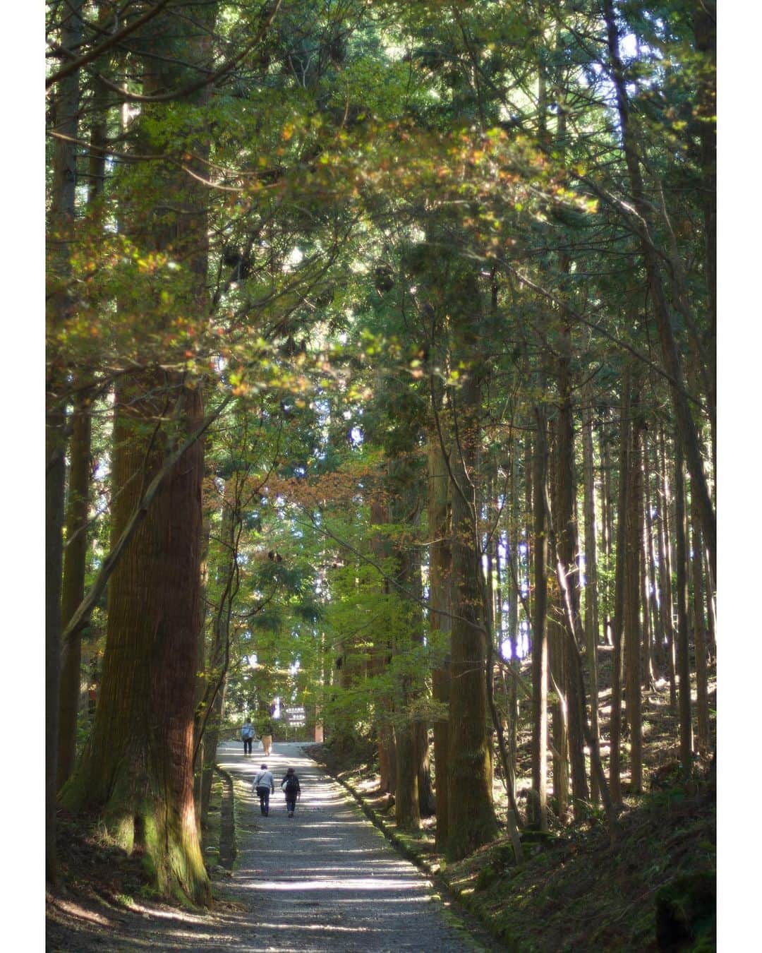 山田弥希寿さんのインスタグラム写真 - (山田弥希寿Instagram)「・ 落ち着いた山道を歩く。 癒されました。 ・  #比叡山 #比叡山横川 #山道 #旅 #自然 #nikon ・」11月23日 17時09分 - mikitoshi_617
