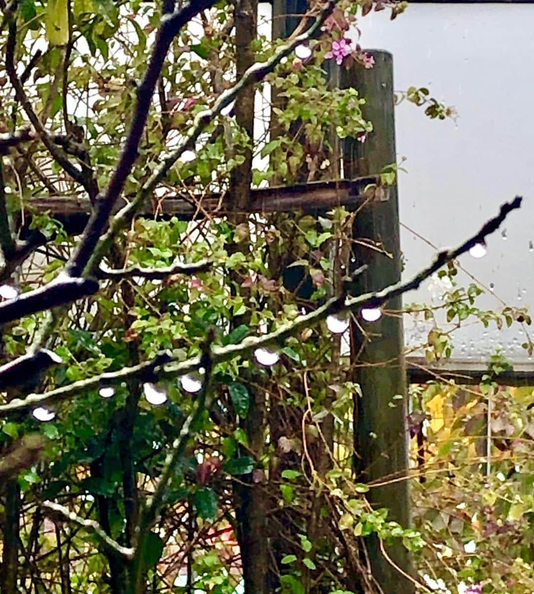 世良公則さんのインスタグラム写真 - (世良公則Instagram)「#世良公則 #masanorisera #japanesemusician #japaneseartist #japaneseculture #rainyday #梅の木 #柚子の木 #雨粒 #backyard #庭先  雨雫つたう白梅、  色づく柚子、  収穫の時。  そろそろ鍋の季節・・・」11月23日 17時11分 - masanorisera