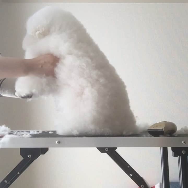 ゆうのインスタグラム：「. . かなりヤル気のない アーニーさんをご覧ください😂 mama's trimming✂️ . おばあちゃんだから アーニーさんのペースで✨ . . . #揃ってないのは問題ない👍 . . .」