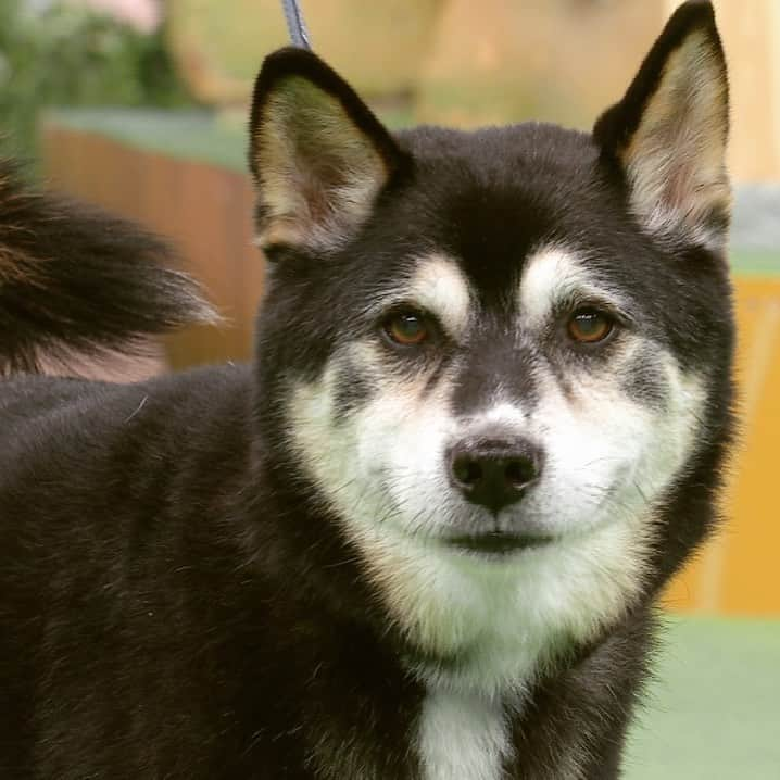 天才！志村どうぶつ園さんのインスタグラム写真 - (天才！志村どうぶつ園Instagram)「保護犬🐕のたろうちゃんがスタジオに遊びにきてくれました❤️ #志村どうぶつ園 #保護犬 #小さな命を守る会 #11月23日放送」11月23日 17時32分 - minnano_zoo_ntv