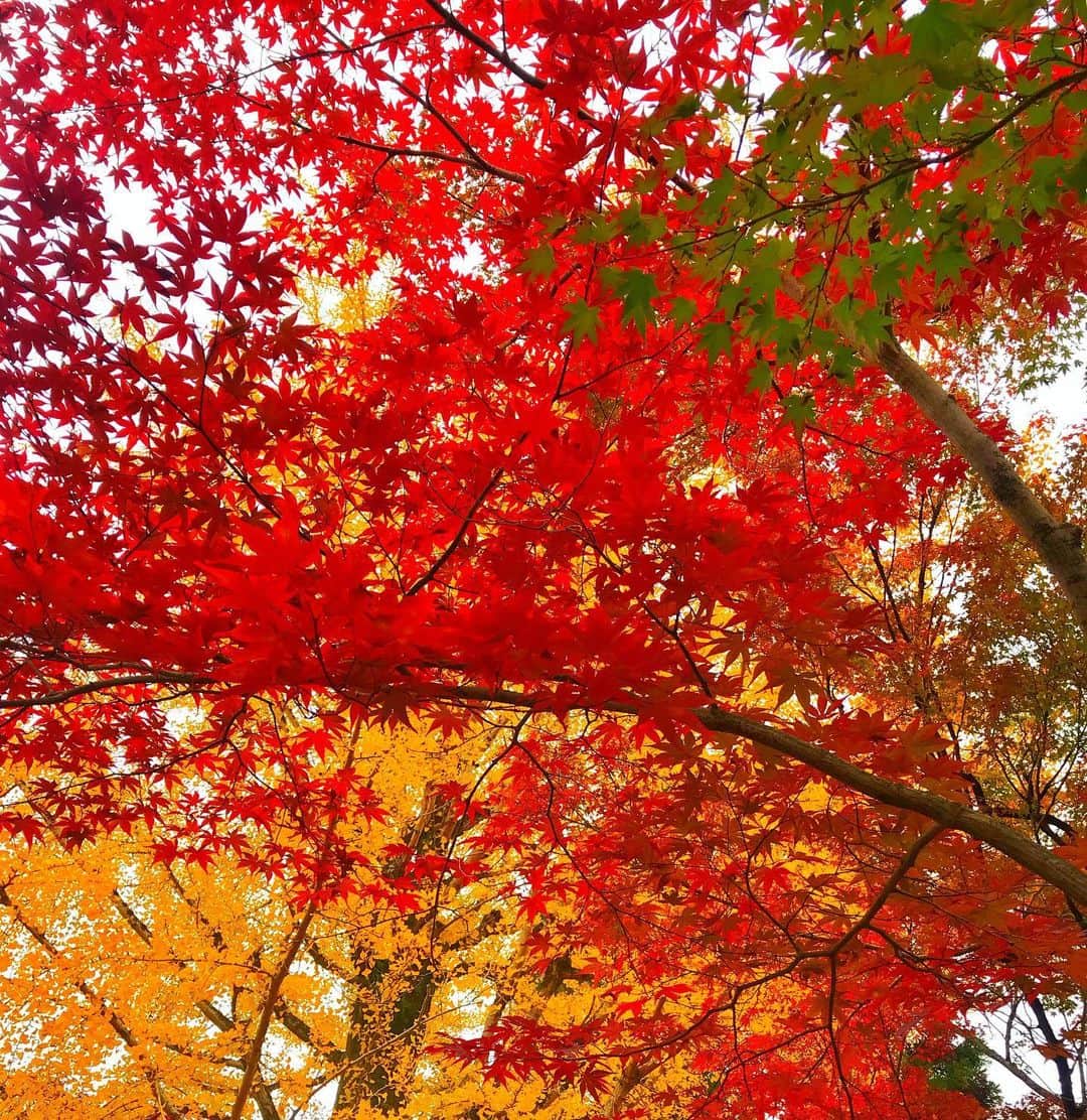 アンミカさんのインスタグラム写真 - (アンミカInstagram)「久しぶりに夫婦で京都へ紅葉狩り🍁 雨の予報が晴れになり☀️、空気も澄んで絶好の紅葉狩り日和に感謝✨ 。 自然の美の中に身を置き、ホッと一息するのも大切と感じた、心温まるひと時。。。 。 #日本の紅葉と桜が大好きな旦那様と🌸🍁 #夫婦共に超絶晴れ男晴れ女☀️☀️ #旦那様のアイフォン11の画質が凄く美しい✨ #紅葉を見ながらの甘酒やお抹茶は最高！ #永観堂が紅葉は見頃すぎます🍁 #紅葉狩り　#京都　#永観堂　#夫婦旅 @theodoremillertokyo」11月23日 9時27分 - ahnmikaofficial