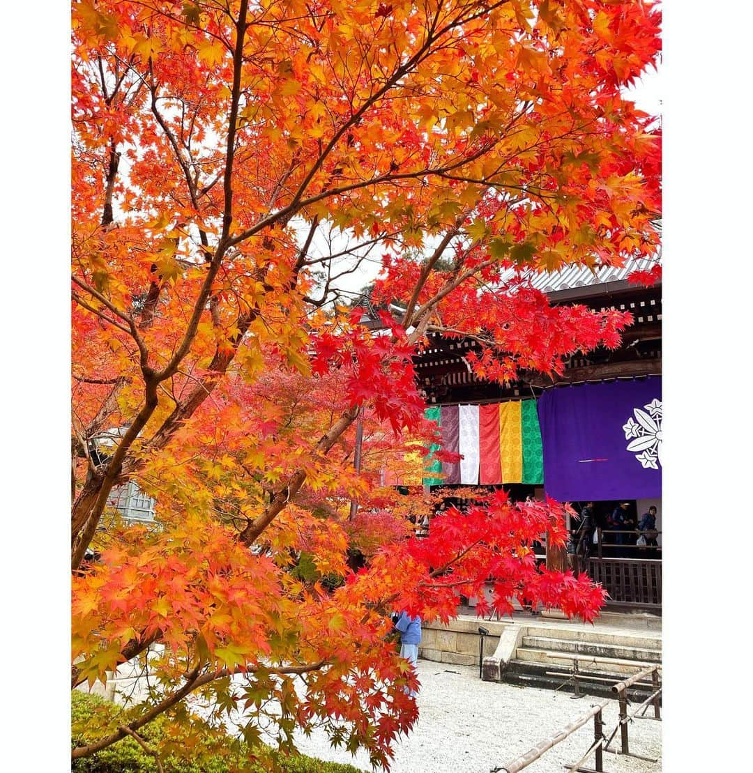 アンミカさんのインスタグラム写真 - (アンミカInstagram)「久しぶりに夫婦で京都へ紅葉狩り🍁 雨の予報が晴れになり☀️、空気も澄んで絶好の紅葉狩り日和に感謝✨ 。 自然の美の中に身を置き、ホッと一息するのも大切と感じた、心温まるひと時。。。 。 #日本の紅葉と桜が大好きな旦那様と🌸🍁 #夫婦共に超絶晴れ男晴れ女☀️☀️ #旦那様のアイフォン11の画質が凄く美しい✨ #紅葉を見ながらの甘酒やお抹茶は最高！ #永観堂が紅葉は見頃すぎます🍁 #紅葉狩り　#京都　#永観堂　#夫婦旅 @theodoremillertokyo」11月23日 9時27分 - ahnmikaofficial