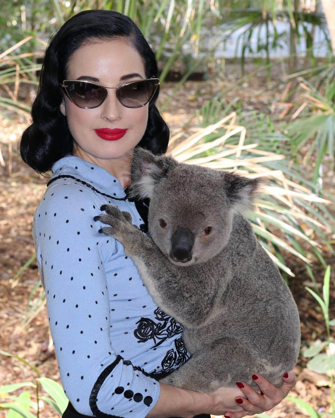 ディタ・フォン・ティースさんのインスタグラム写真 - (ディタ・フォン・ティースInstagram)「Greetings from @lonepinekoala in Brisbane!⁣ Please find a direct link in my stories for @friends_of_the_koala where you can donate to rescues that are helping koalas in other areas of Australia that are suffering in the brush fires. ⁣ ⁣ The show is sold out here and in Canberra, but you can still get tickets for #Glamonatrix at the Gold Coast on Tuesday night, and for Melbourne at the Palais Theatre. ⁣⁣ ⁣Dita.net/shows ⁣⁣ See link in my bio/story to tickets for all the shows from here to London and Paris and beyond! ⁣⁣ ⁣⁣ See more of my trip to Lone Pine on my official app, just search for me in the App Store 💋💋⁣ ⁣」11月23日 9時39分 - ditavonteese