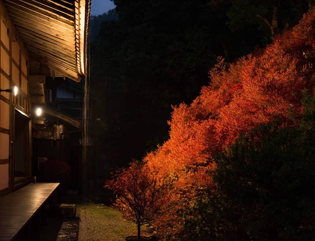 詩歩さんのインスタグラム写真 - (詩歩Instagram)「🍁🍁🍁﻿ ﻿ 真っ赤に燃えるドウダンツツジの紅葉﻿ The beauty of autumn flaming leaves in Ankokuji, Japan.﻿ ﻿ ﻿ ずっと行ってみたかった、兵庫の #安国寺 へ。﻿ 境内に足を踏み入れ、この真っ赤な光景が視界に入った瞬間、思わず「わぁ〜！」と声をあげてしまいました。﻿ ﻿ 額縁のように切り取られて、まるで一枚の絵画のような美しさを放つドウダンツツジ🍁﻿ ﻿ 通常寿命が50年ほどと言われるドウダンツツジが、なんとここ安国寺では150年以上も育っているとのこと😳特別な手入れはしていないとか。﻿ ﻿ 1342年創建の由緒あるお寺。ここには良い気が流れているのかもしれないね🌱﻿ ﻿ ﻿ 帰り道に本堂の裏側から見た様子も圧巻👏このBIGサイズでも、株は2株ほどしかないそうです。﻿ ﻿ ﻿ 2019年のライトアップは終了していますが、ぜひ来年足をお運びください🍁﻿ ﻿ Ankokuji is a temple with a known history back 1345. This temple has became famous for the 100-year-old Dodan-Tsutsuji (Enkianthus perultas) trees that changing color to red in autumn. 2.5hours drive from Kyoto.🚗﻿ ﻿ ﻿ ﻿ 📷18th  Nov 2019﻿ 📍安国寺／兵庫県豊岡市﻿ 📍Ankokuji-temple／Hyogo Japan﻿ ﻿ ﻿ ©詩歩/Shiho」11月23日 9時49分 - shiho_zekkei