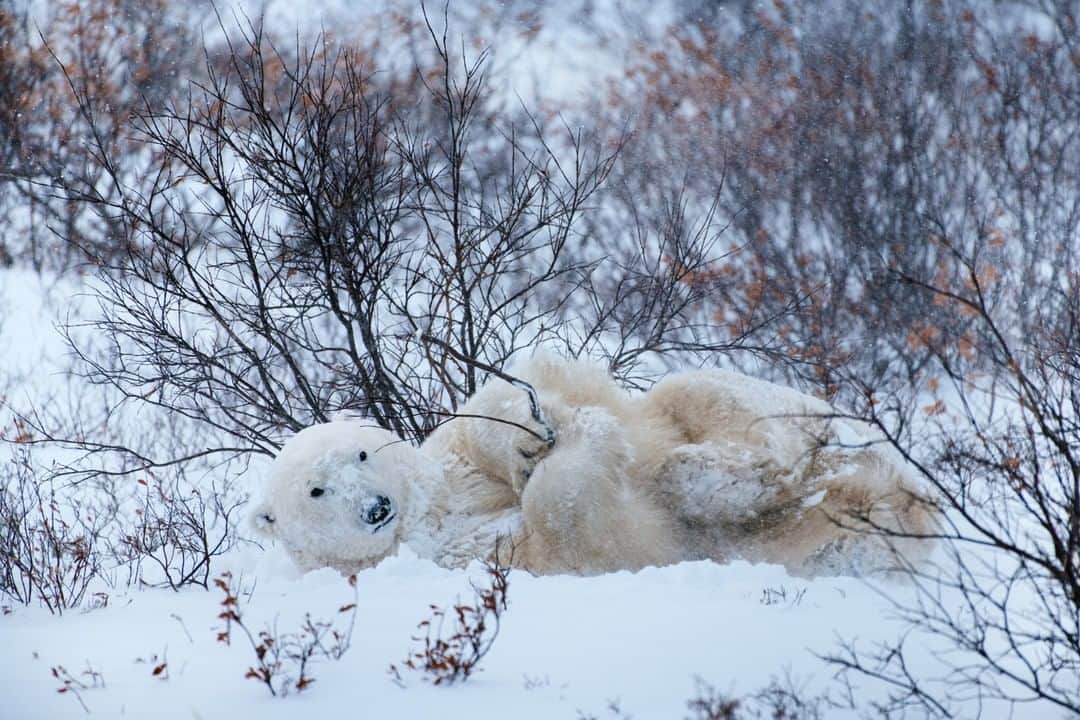 National Geographic Travelさんのインスタグラム写真 - (National Geographic TravelInstagram)「Photo by @max.lowe I While observing polar bears going about their business in the Canadian Arctic last fall, it was easy to forget  the fact that they are apex predators that would gladly eat you if given the chance. When they are not on the prowl for their next meal, they are busy convincing you that they are the most adorable, playful creatures, like this young male rolling about in the bushes. To see more from my time in the Arctic follow @max.lowe.」11月23日 10時05分 - natgeotravel