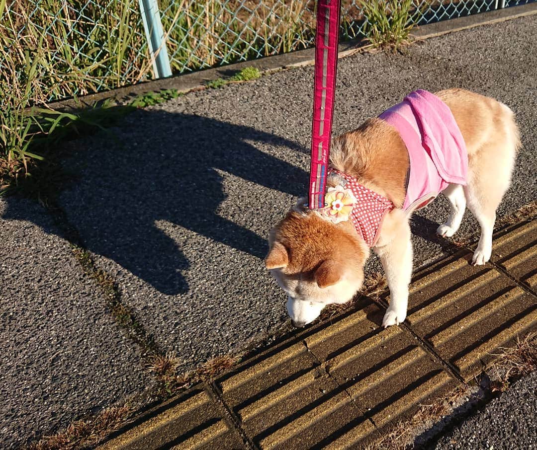 柴子さんのインスタグラム写真 - (柴子Instagram)「おはようございます。 柴子(仮名)さん、今朝もしっかり出しました(笑) 元気な証拠！(*^^*) #柴犬　#shibainu #shibastagram」11月23日 10時23分 - senogawadogs