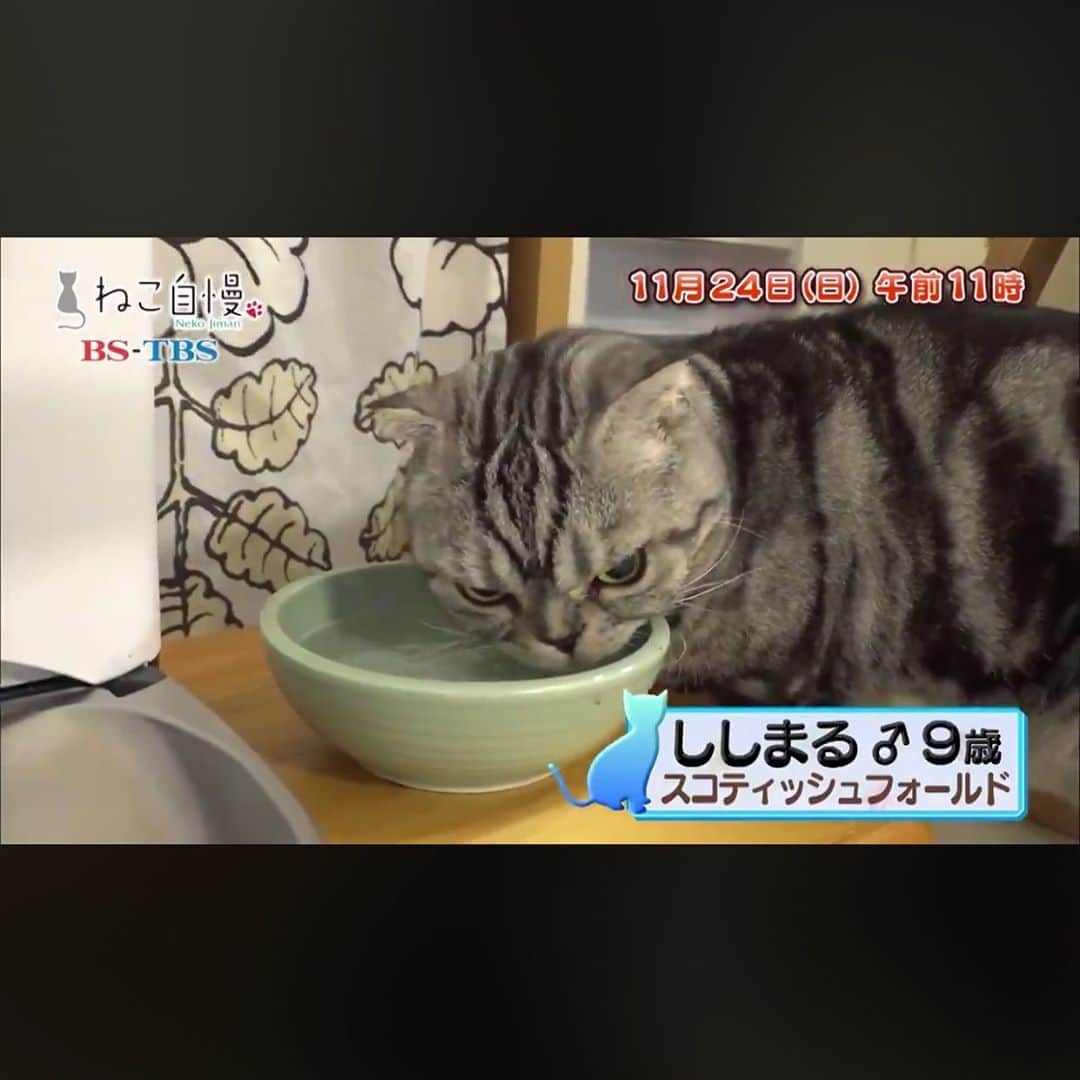 のインスタグラム：「BS-TBS「ねこ自慢」にししまるが出演します。 BS6チャンネルにて毎週日曜午前11：00～11：30放送中の「ねこ自慢」に、ししまるが2週に渡り、ちょこっとずつ出演することになりました。 ーーーーーーーーーーーーーーーー １回目 11/24（日） ２回目 12/15（日）※予定 時間はいずれも午前１１：００～） ーーーーーーーーーーーーーーーー プロにとっていただいた映像は初です。お楽しみ下さい。」
