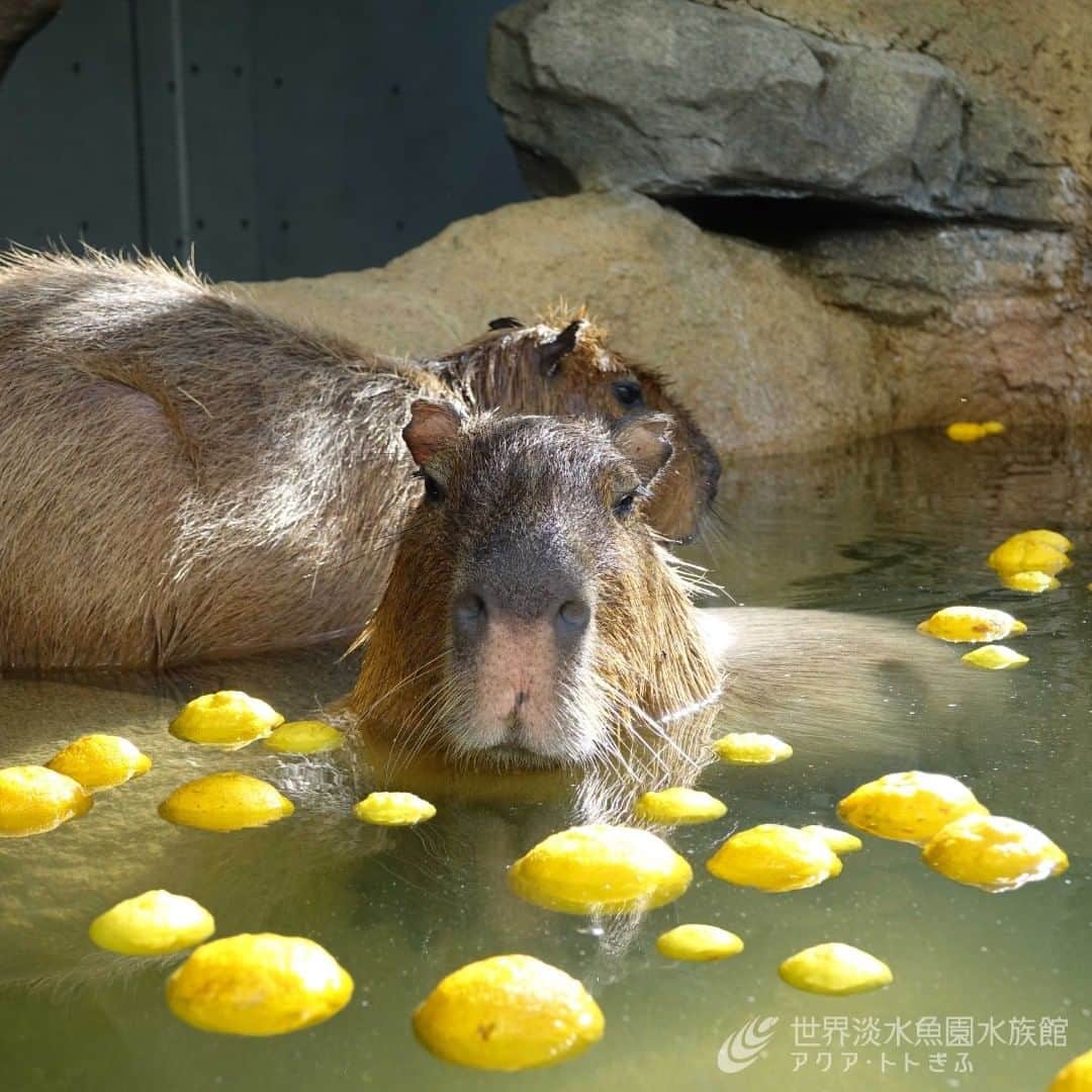 世界淡水魚園水族館 アクア・トト ぎふのインスタグラム：「ただいま冬の年間パスポートキャンペーン開催中！  12月21日より実施する「カピバラのゆず風呂」にあわせて、パスポートのお申込み・更新で「カピバラのゆず風呂入浴剤」をプレゼントしています。  ゆず風呂にも遊びに来てくださいね♪  https://aquatotto.com/event/schedule/detail.php?p=7397  #アクアトト #アクアトト岐阜 #アクアトトぎふ #カピバラ #capybara」