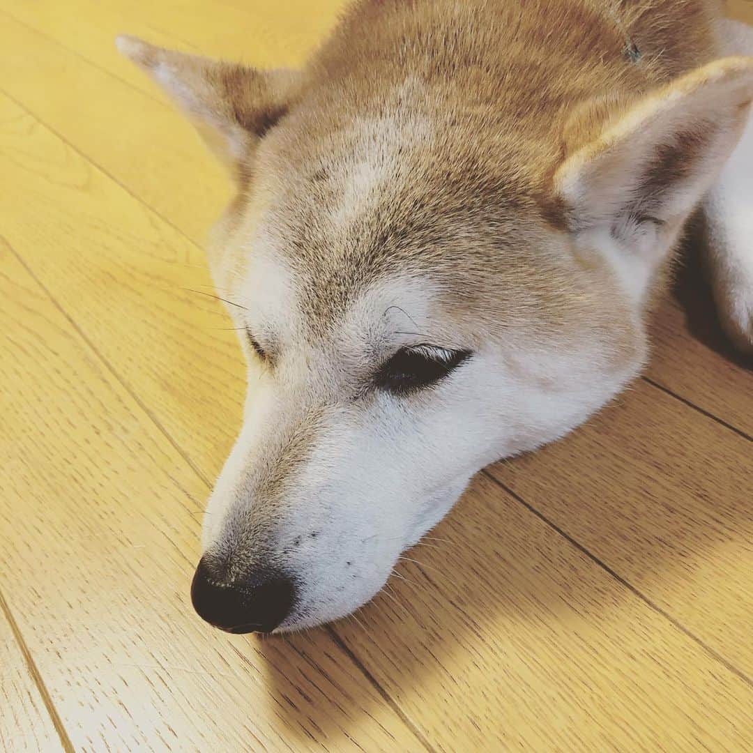 千秋のインスタグラム
