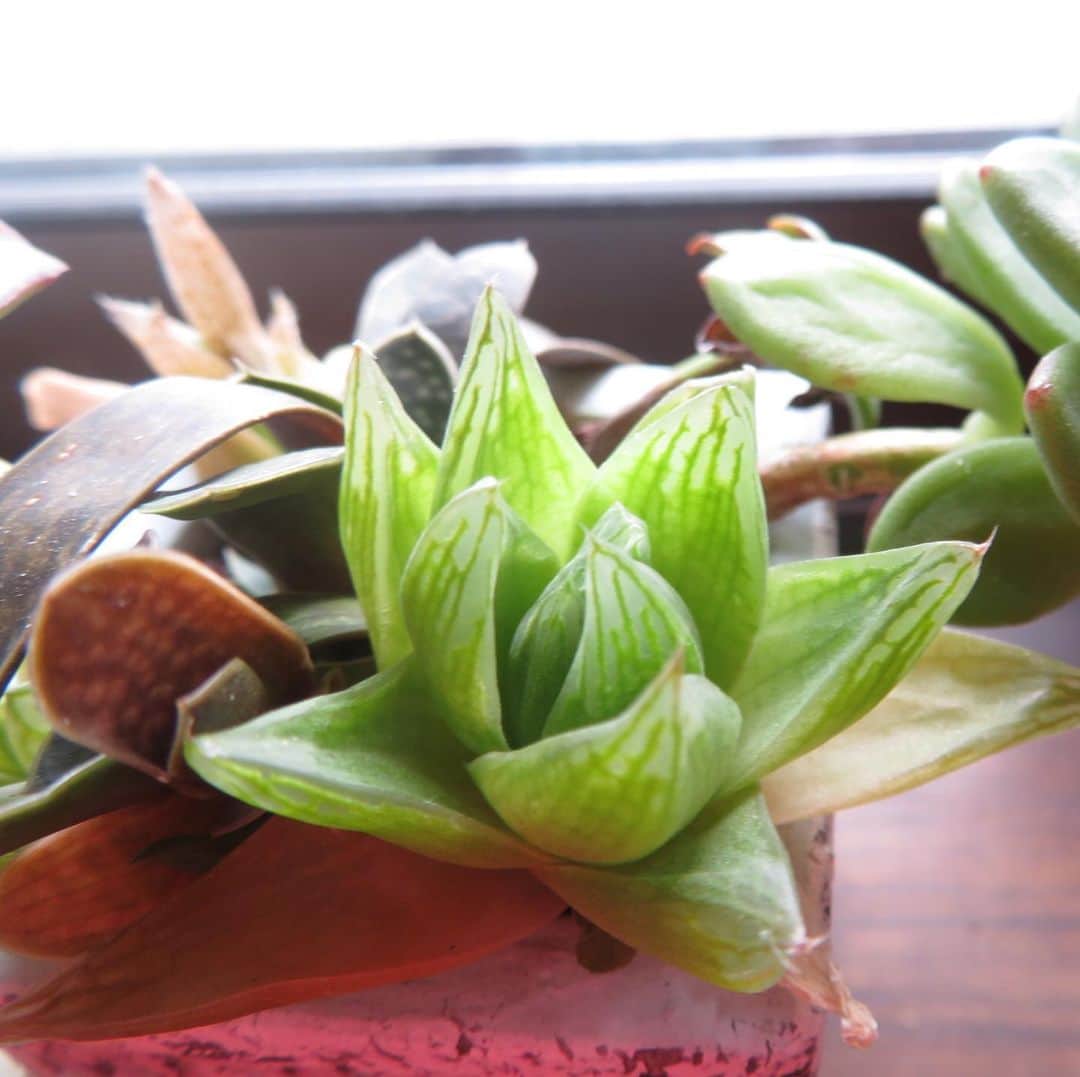 魔女菅原のグルメインスタ