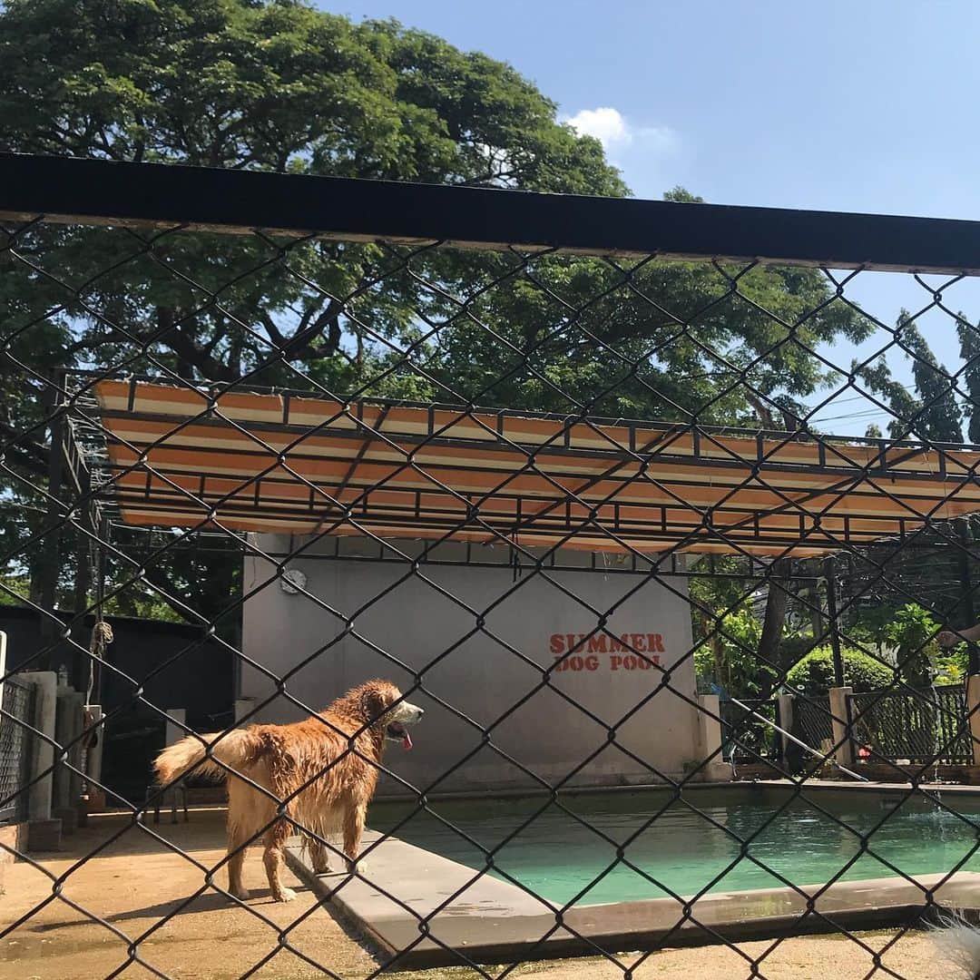 Hoykong&Plamuekのインスタグラム：「A day at the pool」