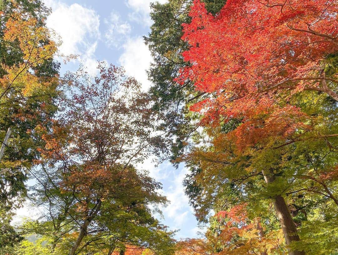 林弓束さんのインスタグラム写真 - (林弓束Instagram)「もうひとつ滋賀の素敵な神社 #日吉大社 も行きました。 紅葉がちょうど見頃で見事でした🍁 森林がいっぱいで、とーっても気持ち良かった✨ 神様にお供えされる湧き水が湧いていて飲んだら、とても美味しかったです✨ というわけで滋賀で二箇所のお寺と神社に行けてパワーをもらえた気がします！！！ 改めて滋賀は素敵なところだと感じられました☺️ 母のごはんは美味しいし、琵琶湖は美しいし、 自然がいっぱい。 帰る故郷があるっていいよね😋 またすぐにでも帰りたい❗️笑 . . #滋賀県　#滋賀県民 #滋賀県観光 #パワースポット神社」11月23日 13時23分 - hayashiyuzuka
