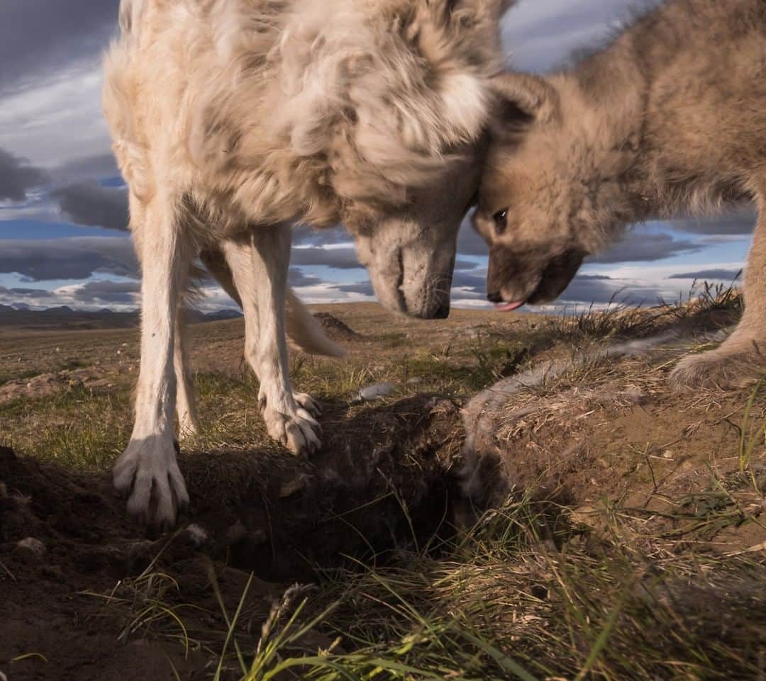 ナショナルジオグラフィックさんのインスタグラム写真 - (ナショナルジオグラフィックInstagram)「Photo by @ronan_donovan | A mother wolf returns to her den and greets her only pup. Arctic wolves have smaller litter sizes than their southern cousins, a result of the harsh environment they inhabit. Hop on over to @ronan_donovan to see a fun video of this little wiggly pup.」11月23日 13時32分 - natgeo