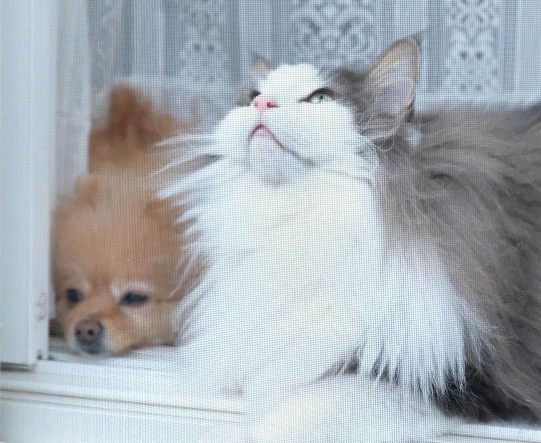 Hanaさんのインスタグラム写真 - (HanaInstagram)「ブログ更新しました♪ プロフィールから飛べます🚀 http://kedamakyoudai.blog.jp/ * 😽ニェヘヘ❤️ * お姉と一緒にパトロール * * #NorwegianForestCat#Pomeranian#japan#catlover#doglover#dogs#cat#Kawaii#fluffy#pom#fluffydog#catsofinstagram#dogsofinstagram#fluffycat#ノルウェージャンフォレストキャット#ポメラニアン#pecoいぬ部#ペコねこ部#犬と猫のいる暮らし#かわいい#cute#cutecat#cutedog#funny#funnydog#funnycat#いぬのきもち#ねこのきもち」11月23日 13時38分 - mofu2family