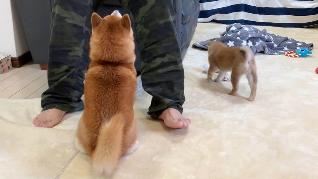 豆柴 サニーちゃんさんのインスタグラム写真 - (豆柴 サニーちゃんInstagram)「. . HELLO〜こんにちわんわん🐻🐶🧔🏻 . 静止画にすると微笑ましい写真 実は、わちゃわちゃの始まり🌀 . パパが起きてきたら みんな嬉しい子供たち💕 . . #見つめ合う2人 #耳が #前にならえ #微笑ましいね #パパ大好き犬 #取り合い #わちゃわちゃな毎日 . #柴犬#豆柴 #赤柴 #まめしばいぬ#まめしば#いぬのきもち#ふわもこ部 #サンデイ#サンデイいぬ組#anicas#shiba_snap #shibainu#shiba#mameshiba#shibastagram #mameshibapuppy#shibapuppy #豆柴サニーちゃん#豆柴ラムちゃん#さにらむたん」11月23日 14時01分 - sunny_rei_32