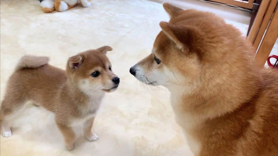 豆柴 サニーちゃんさんのインスタグラム写真 - (豆柴 サニーちゃんInstagram)「. . HELLO〜こんにちわんわん🐻🐶🧔🏻 . 静止画にすると微笑ましい写真 実は、わちゃわちゃの始まり🌀 . パパが起きてきたら みんな嬉しい子供たち💕 . . #見つめ合う2人 #耳が #前にならえ #微笑ましいね #パパ大好き犬 #取り合い #わちゃわちゃな毎日 . #柴犬#豆柴 #赤柴 #まめしばいぬ#まめしば#いぬのきもち#ふわもこ部 #サンデイ#サンデイいぬ組#anicas#shiba_snap #shibainu#shiba#mameshiba#shibastagram #mameshibapuppy#shibapuppy #豆柴サニーちゃん#豆柴ラムちゃん#さにらむたん」11月23日 14時01分 - sunny_rei_32