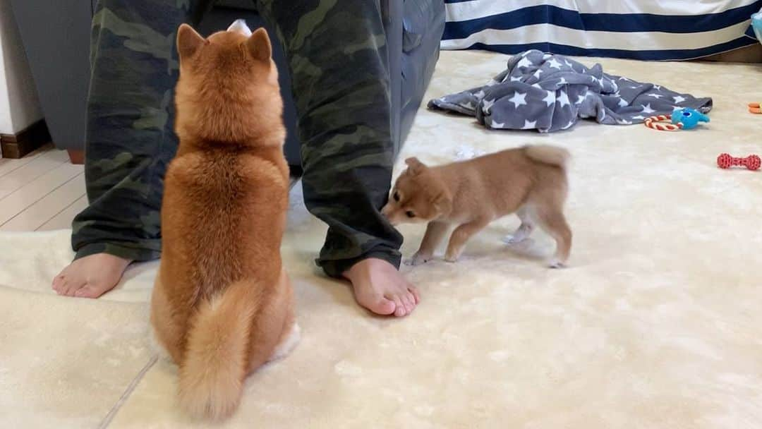 豆柴 サニーちゃんさんのインスタグラム写真 - (豆柴 サニーちゃんInstagram)「. . HELLO〜こんにちわんわん🐻🐶🧔🏻 . 静止画にすると微笑ましい写真 実は、わちゃわちゃの始まり🌀 . パパが起きてきたら みんな嬉しい子供たち💕 . . #見つめ合う2人 #耳が #前にならえ #微笑ましいね #パパ大好き犬 #取り合い #わちゃわちゃな毎日 . #柴犬#豆柴 #赤柴 #まめしばいぬ#まめしば#いぬのきもち#ふわもこ部 #サンデイ#サンデイいぬ組#anicas#shiba_snap #shibainu#shiba#mameshiba#shibastagram #mameshibapuppy#shibapuppy #豆柴サニーちゃん#豆柴ラムちゃん#さにらむたん」11月23日 14時01分 - sunny_rei_32