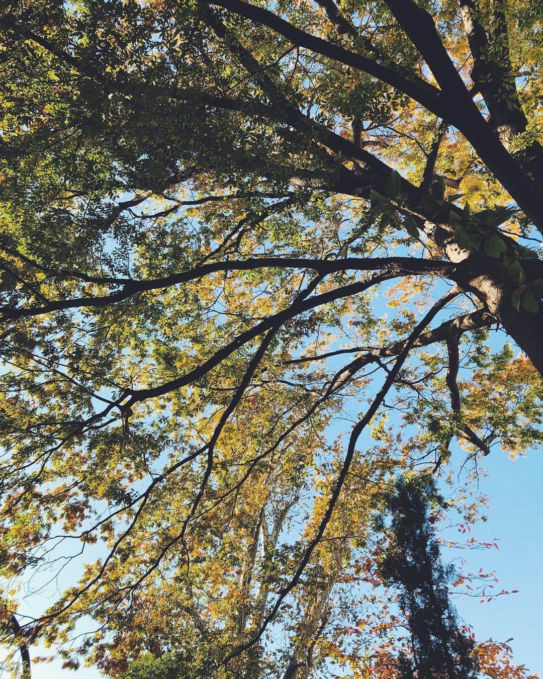 尾形沙耶香さんのインスタグラム写真 - (尾形沙耶香Instagram)「#autumncolors  色が溢れる秋 1年で1番好きな季節  #落ち葉 🍂」11月23日 14時10分 - sayakaogata