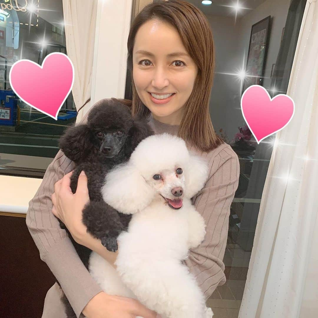 矢田亜希子さんのインスタグラム写真 - (矢田亜希子Instagram)「可愛い可愛いトイプードルちゃん2人と❤️ #トリミングサロンの看板犬#トイプードル#toypoodle #可愛すぎる#ずっと抱っこしてたい#癒されます」11月23日 14時57分 - akiko_yada