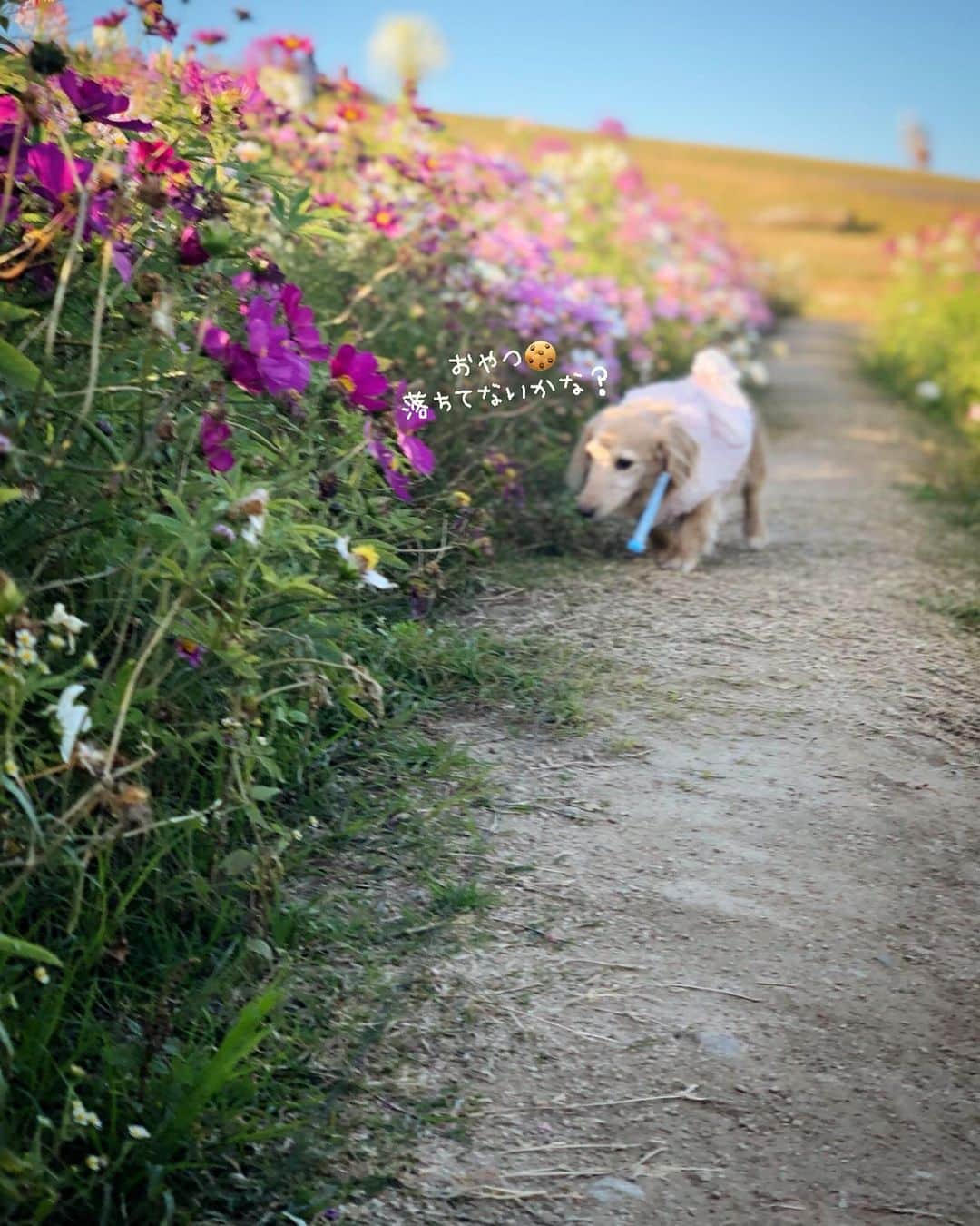 チズさんのインスタグラム写真 - (チズInstagram)「急に動かなくなるの🐕💨 止めていただきたい…😥🙄 #お散歩途中のストライキ  #降った直後の置物化 #淡路島 #秋桜 🌸 #絶景 #お散歩日和 #🐾#🐶#Mダックス #MiniatureDachshund #ミニチュアダックス #ミニチュアダックスフンド #ミニチュアダックスクリーム #愛犬#カニンヘンクリーム #カニンヘンダックス #カニンヘンダックスフンド #犬なしでは生きていけません#愛しのわんこ #関西ダックス#ダックス13歳#短足犬 #短足部 #シニア犬#親父犬#犬は家族 #インスタでわんこみるのが日課 ♡♡♡」11月23日 15時10分 - sqi.chizu