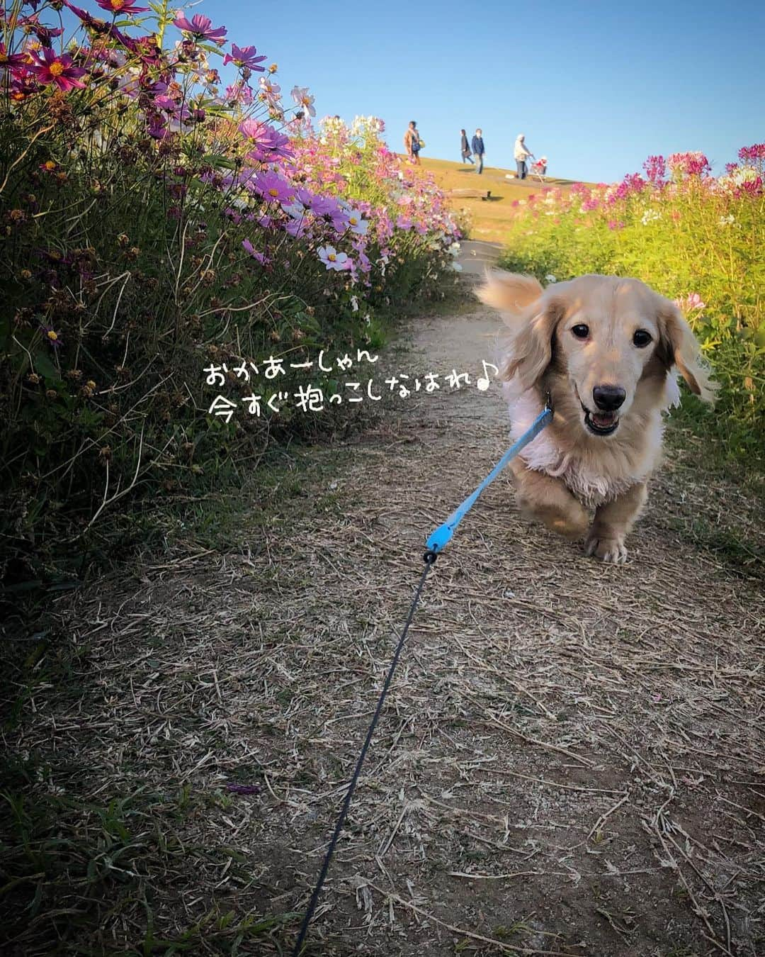 チズさんのインスタグラム写真 - (チズInstagram)「急に動かなくなるの🐕💨 止めていただきたい…😥🙄 #お散歩途中のストライキ  #降った直後の置物化 #淡路島 #秋桜 🌸 #絶景 #お散歩日和 #🐾#🐶#Mダックス #MiniatureDachshund #ミニチュアダックス #ミニチュアダックスフンド #ミニチュアダックスクリーム #愛犬#カニンヘンクリーム #カニンヘンダックス #カニンヘンダックスフンド #犬なしでは生きていけません#愛しのわんこ #関西ダックス#ダックス13歳#短足犬 #短足部 #シニア犬#親父犬#犬は家族 #インスタでわんこみるのが日課 ♡♡♡」11月23日 15時10分 - sqi.chizu