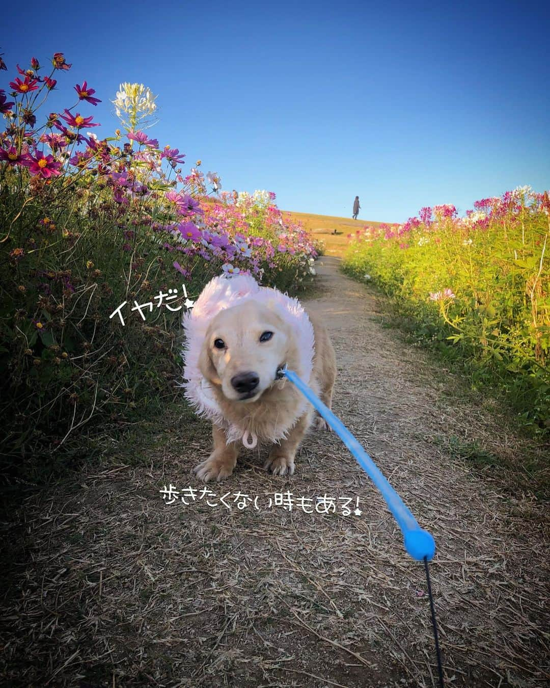 チズさんのインスタグラム写真 - (チズInstagram)「急に動かなくなるの🐕💨 止めていただきたい…😥🙄 #お散歩途中のストライキ  #降った直後の置物化 #淡路島 #秋桜 🌸 #絶景 #お散歩日和 #🐾#🐶#Mダックス #MiniatureDachshund #ミニチュアダックス #ミニチュアダックスフンド #ミニチュアダックスクリーム #愛犬#カニンヘンクリーム #カニンヘンダックス #カニンヘンダックスフンド #犬なしでは生きていけません#愛しのわんこ #関西ダックス#ダックス13歳#短足犬 #短足部 #シニア犬#親父犬#犬は家族 #インスタでわんこみるのが日課 ♡♡♡」11月23日 15時10分 - sqi.chizu