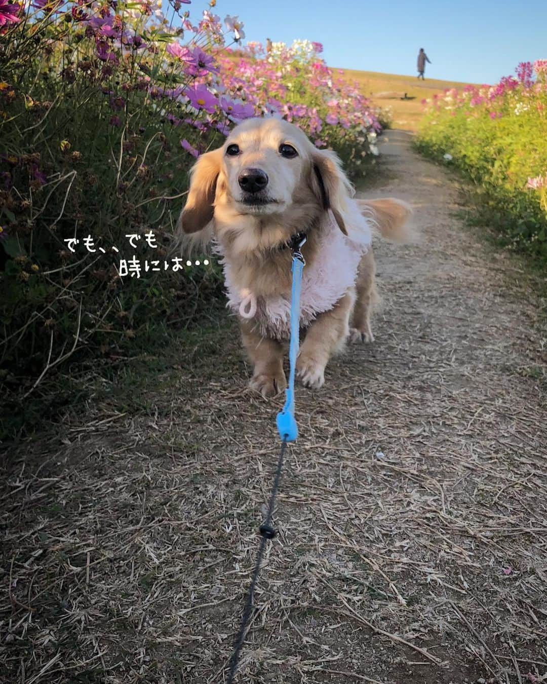 チズさんのインスタグラム写真 - (チズInstagram)「急に動かなくなるの🐕💨 止めていただきたい…😥🙄 #お散歩途中のストライキ  #降った直後の置物化 #淡路島 #秋桜 🌸 #絶景 #お散歩日和 #🐾#🐶#Mダックス #MiniatureDachshund #ミニチュアダックス #ミニチュアダックスフンド #ミニチュアダックスクリーム #愛犬#カニンヘンクリーム #カニンヘンダックス #カニンヘンダックスフンド #犬なしでは生きていけません#愛しのわんこ #関西ダックス#ダックス13歳#短足犬 #短足部 #シニア犬#親父犬#犬は家族 #インスタでわんこみるのが日課 ♡♡♡」11月23日 15時10分 - sqi.chizu