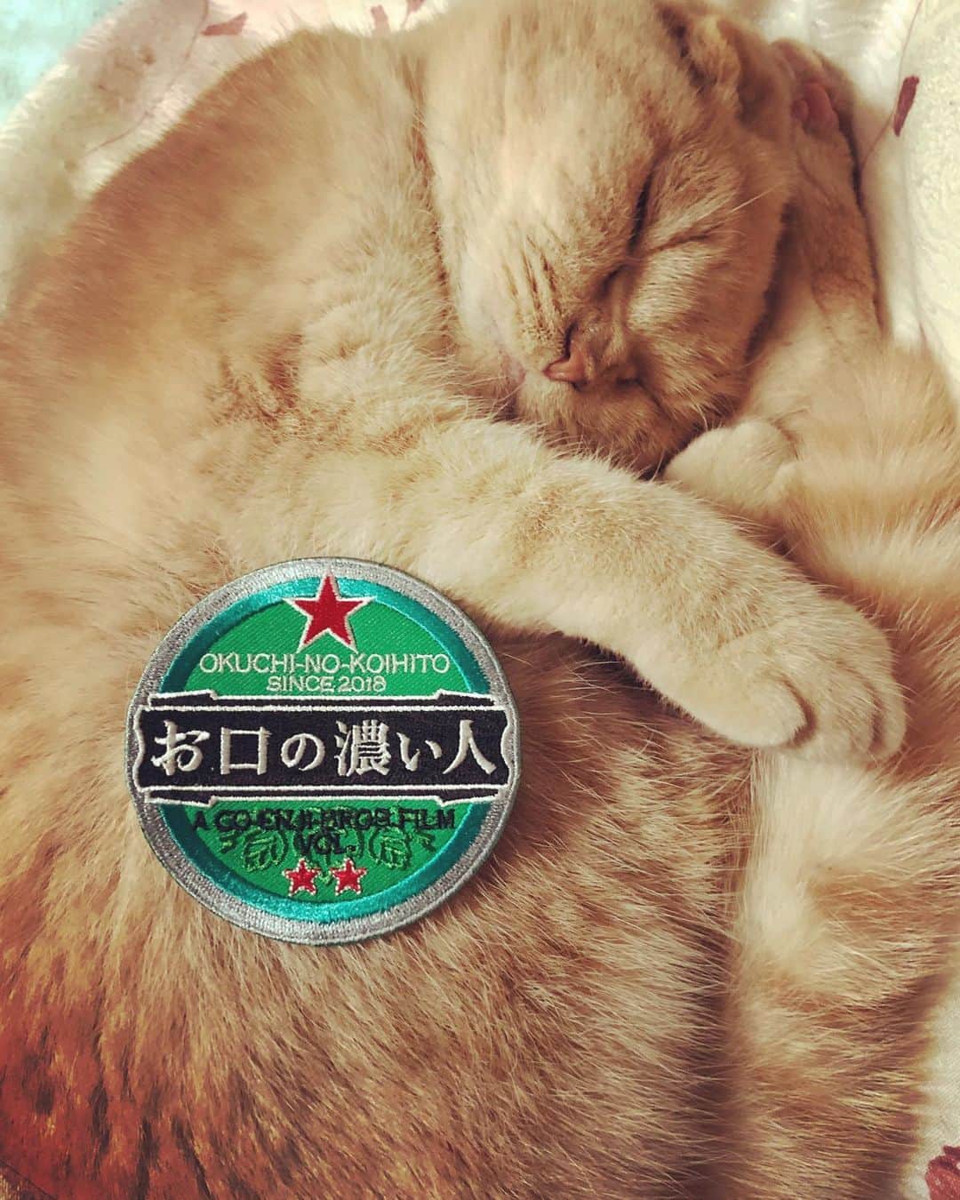 相馬有紀実さんのインスタグラム写真 - (相馬有紀実Instagram)「もへい、、寝てるのにごめん（笑）。 お口の濃い人ワッペンともへい。 #ワッペン #お口の濃い人 #映画　#スコティッシュフォールド  #猫」11月23日 15時20分 - yukimi_soma