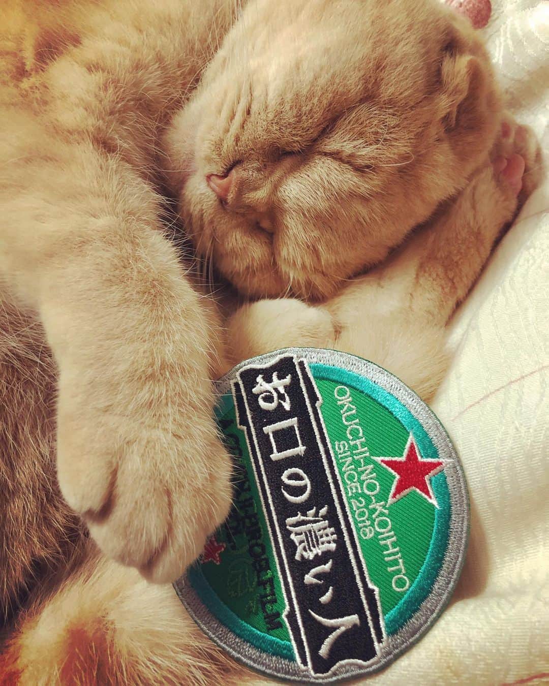 相馬有紀実さんのインスタグラム写真 - (相馬有紀実Instagram)「もへい、、寝てるのにごめん（笑）。 お口の濃い人ワッペンともへい。 #ワッペン #お口の濃い人 #映画　#スコティッシュフォールド  #猫」11月23日 15時20分 - yukimi_soma
