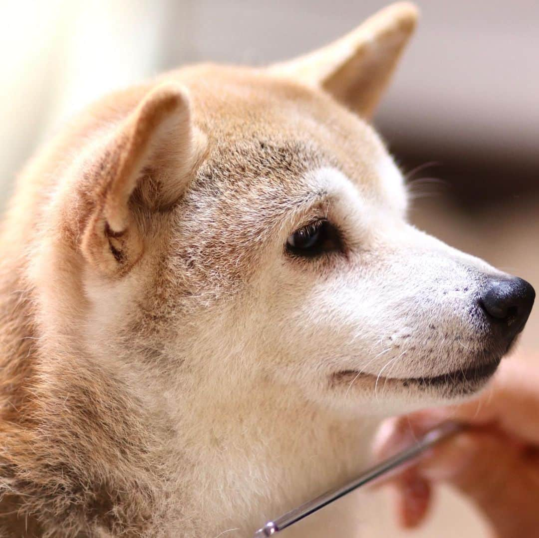 linnmamaさんのインスタグラム写真 - (linnmamaInstagram)「柴犬愛❤️が止まらない💖〜『犬労感謝(けんろうかんしゃ)の日』🥰〜みんながいてくれるだけで、毎日が楽しいよ😍〜今日はとびきり丁寧なコーミングをしてもらった4柴たち〜①翔〜②麗〜③純〜④凜〜*+* *+* *+* #柴犬#dog#柴犬凜の勇気凜々every day#shibastagram#単焦点レンズ#ポートレート#ドッグフォトグラファーズ2019」11月23日 15時36分 - linnmama