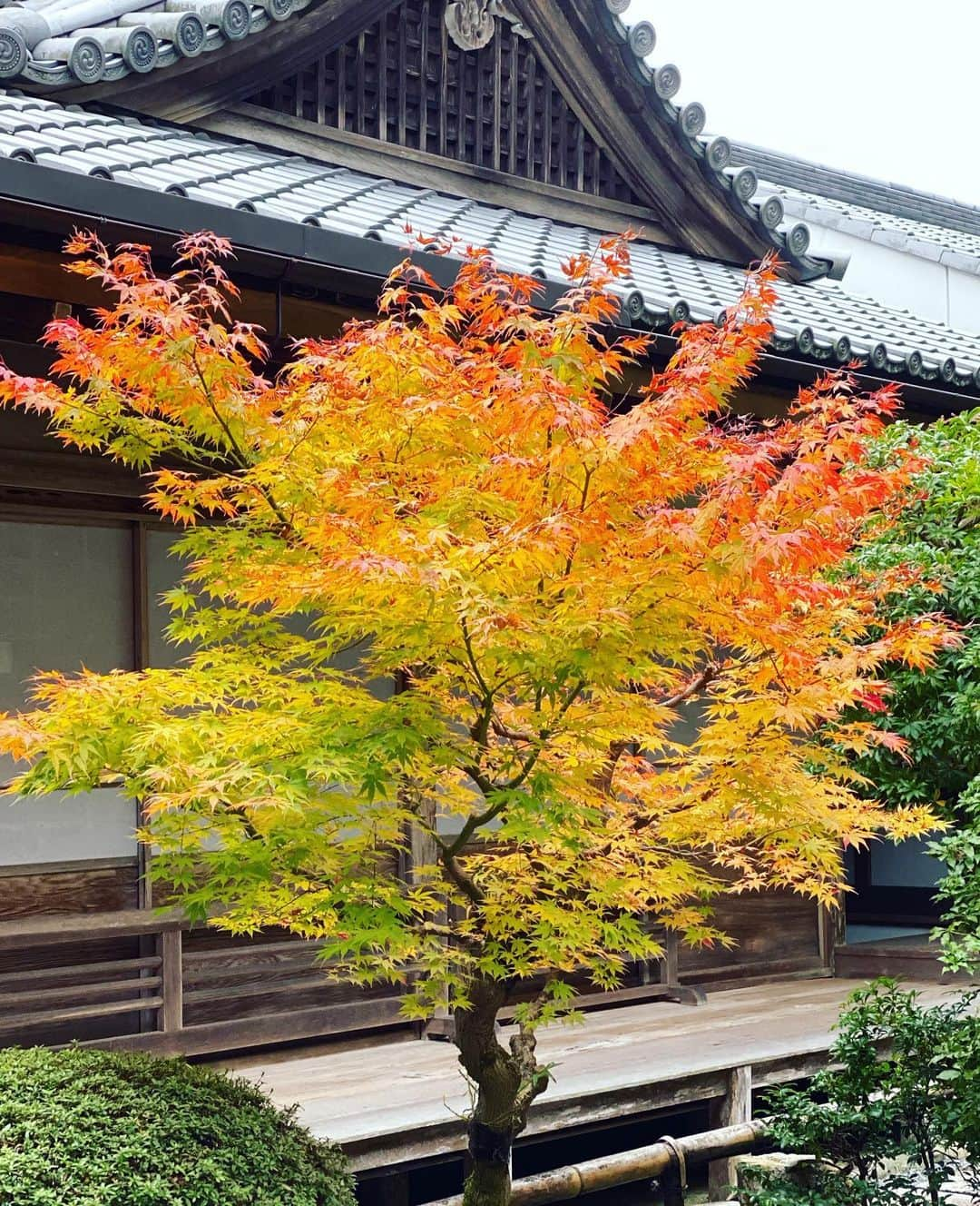 アンミカさんのインスタグラム写真 - (アンミカInstagram)「静かな紅葉場に行きたくて、小倉餡の発祥の地・小倉山の二尊院へ。 。 百人一首にも詠まれたここは、紅葉の名所と名高いが静かで🍁、、、 1200年の時を超えて美しい景観に包まれ、"釈迦如来"と"阿弥陀如来"の二尊を祀る寺院✨ 。 旦那様と、深呼吸しながら顔を見上げ、心明るくも静かなひと時を過ごしました。。 。 #法然上人ゆかりの寺として二十五カ霊場の十七番札所 #2枚目の写真が紅葉の名所と親しまれる紅葉の馬場🍁 #赤や黄色の色鮮やかな紅葉のトンネルに魅せられて🍁 #中にはしあわせの鐘の釣鐘の鐘楼が。 #紅葉刈り　#夫婦旅　#京都旅　@theodoremillertokyo」11月23日 16時13分 - ahnmikaofficial