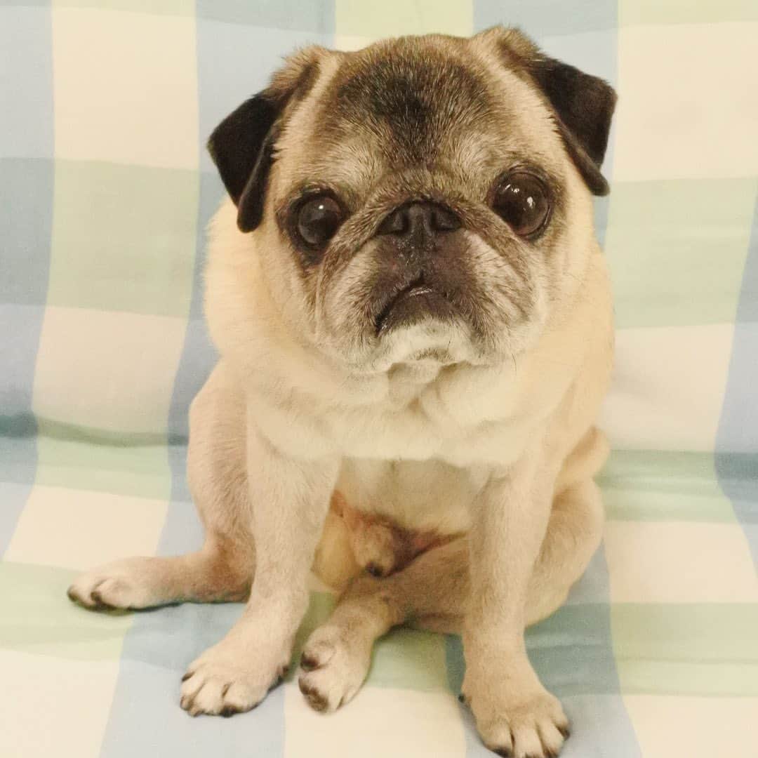 八兵衛のインスタグラム：「Hachibei🐶 * *  #ほぼ黒パグ #おじいちゃん犬 #pug #puggy #puglife #puglove #petstagram #pugstagram #pugsofinstagram #pugs #dog #ふわもこ部  @igersjp #IGersJP #east_dog_japan #pecoイヌ部 #八兵衛 #はちべえ #朝ワンコ夕ニャンコ」