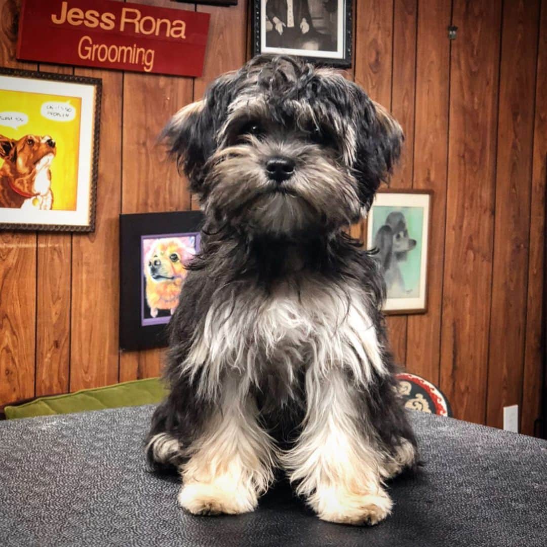 JessRonaGroomingさんのインスタグラム写真 - (JessRonaGroomingInstagram)「Did you know there are underground puppy training centers that teach puppies to manipulate with their eyes? Courses include: “How to get your owner to give you their food”, and “Train your owner to let you sleep in the middle of their bed.” It’s madness.」11月24日 2時30分 - jessronagrooming