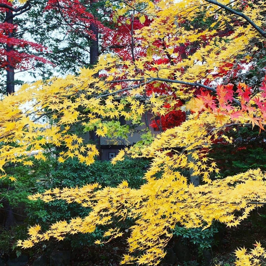 大隅智子さんのインスタグラム写真 - (大隅智子Instagram)「盛岡・南昌荘の紅葉は真っ盛り！庭全体はピークは過ぎていますが、まだまだ楽しめます。朝ドラ「どんと晴れ」の舞台にもなった所です。大好きな場所。 #盛岡　#南昌荘　#どんと晴れ　#紅葉」11月23日 18時58分 - tomokotenki