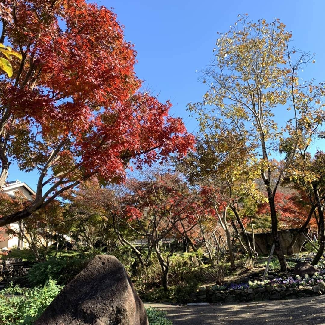 ピックさんのインスタグラム写真 - (ピックInstagram)「今日は、朝早くから、またまた、 仲良し四人で、わんこ勢揃いで 、 @gin.natsuなっちゃん @momo.621えみちゃん @winkjh_cocoゆうちゃん 、 恵那川上屋～ オープン前から並んで❗ 75分後に❗ようやく❗ありつけた(笑) 、 テイクアウトオッケイなのに、うちに持ち帰ることはできなかった😢 。 残念がる、パパ😭 、 30分以内の召し上がりだって‼️ 、 わんこがいるから、テイクアウトしようねって❗ 、  お店で食べてるひとのみると、もっと映えるんだよ(笑)🤣 、 栗一筋🌰買って、 #銀の森 に、移動して暑いけど、座って食べて、ピザ食べて(笑) 、 うろうろうろうろ❗ 、 するところもなく、銀の森を、後に 、 土岐アウトレットに、みんなで、 、 またまた、うろうろうろうろ(笑)🤣🤣🤣 、 ぴっちゃんげっそり疲れたね❗ 、 明日はゆっくりゆっくり寝るんだぞー 、 来月もまた、よろしくね👍 、 #岐阜県 #ドライブ #愛知県 #トイプードル #土岐アウトレット #dog #doglove #dogstagram #instadog #todayswanko #inulog #instagram #インスタグラム #coolangel #doglife #犬の居る暮らし #犬 #だいすき #ミニチュアダックス #ミニチュアダックスフンド #ダックス #シニア犬 #15歳 #ピック #モデル犬 #イケワン #わんわん小学校」11月23日 19時10分 - pick09040904