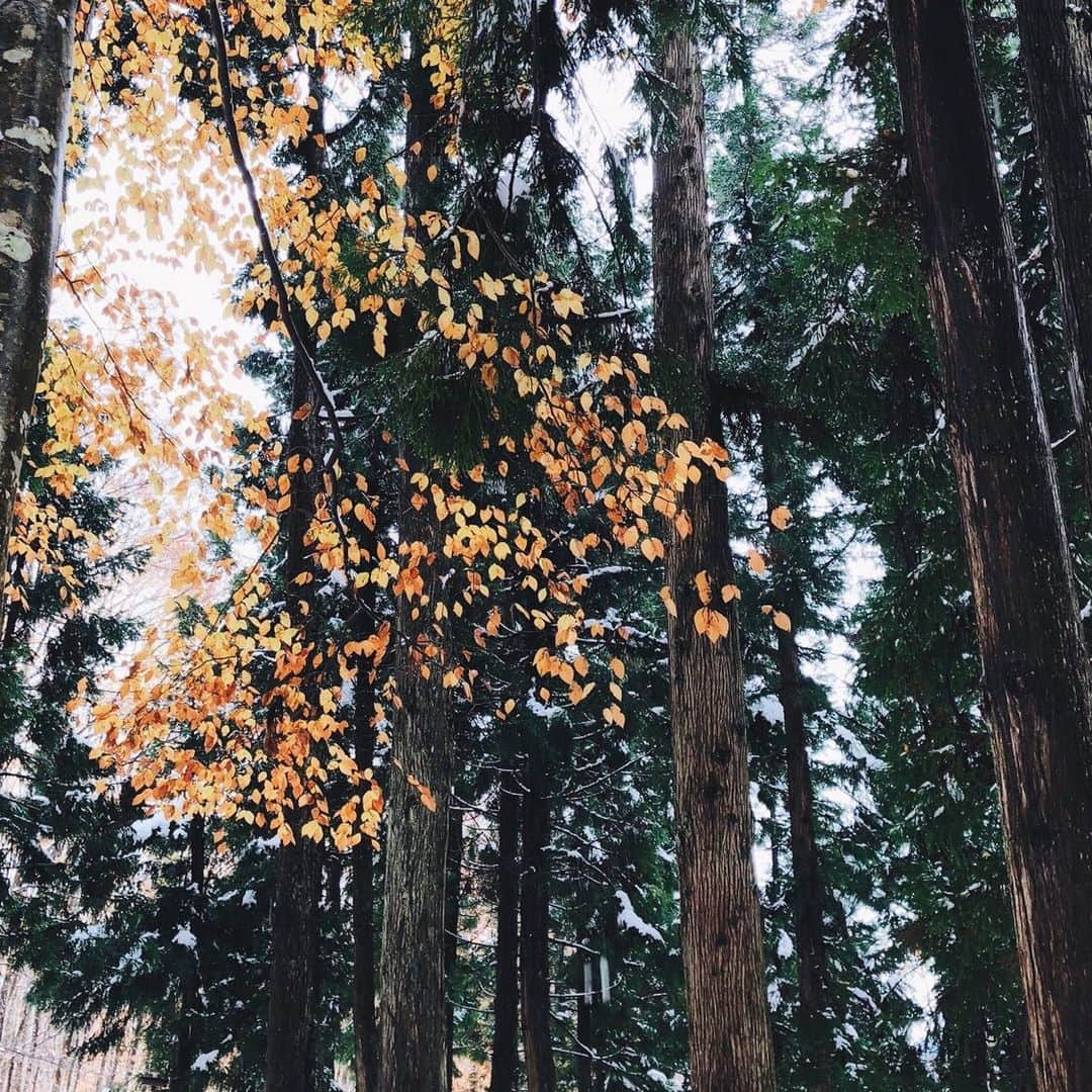 のインスタグラム：「﻿ 秋と冬の狭間﻿ ﻿ ﻿ 🍂﻿ ﻿ ﻿ ﻿」
