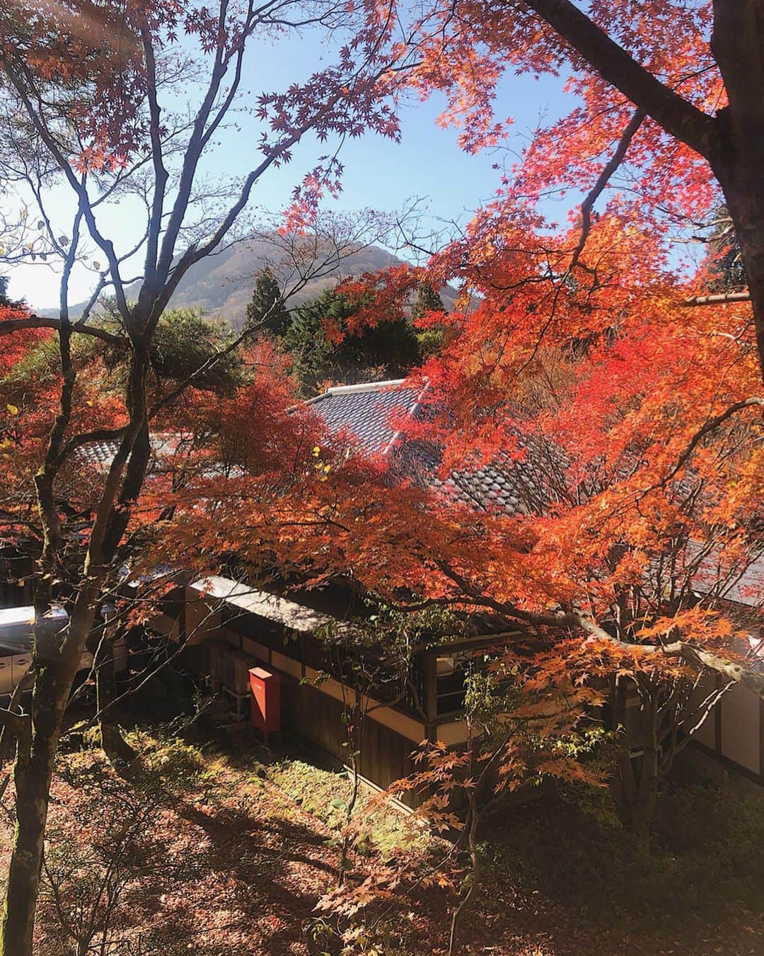 酒匂彩名さんのインスタグラム写真 - (酒匂彩名Instagram)「: 秋の日🍁 : #秋 #fall #Autumn #japan #ootd」11月23日 20時09分 - ayanasakoh