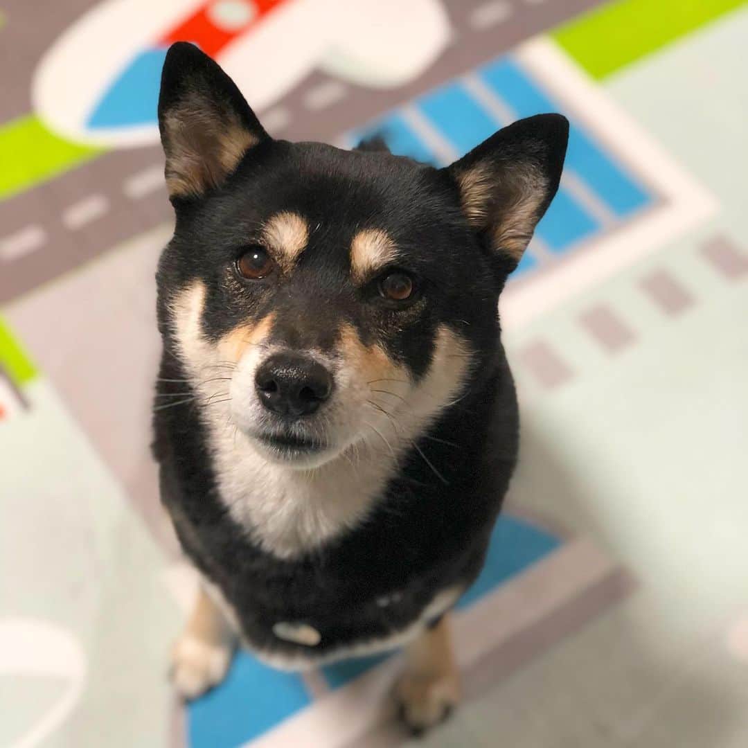 vo_coのインスタグラム：「🐾 尻尾の先がアホ毛みたいでコケティッシュなあたし 最近食欲すごくて今日は小僧が食べてた🍠を奪い取りそうな勢いでした😅 * #shibastagram #instashiba #shiba #shibainu #黒柴 #柴犬」