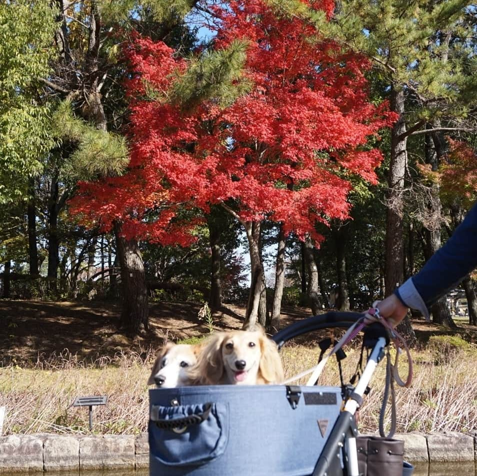 kazumiさんのインスタグラム写真 - (kazumiInstagram)「. 今日は暑いくらいの雲1つない晴天💦🌞💦 . リフレッシュしに公園へ…⛲ . この時期に咲く皇帝ひまわり🌻🐶🐶 背が高すぎて写真撮りにくい…😅 まだ紅葉は早かったかなぁ🍁 * * * #ルカ#ルーちゃん#レア#レアちゃん#愛犬#癒し#可愛い#ダックス#ダックスフンド#ミニチュアダックス#ミニチュアダックスフンド#親バカ#木曽三川公園#皇帝ひまわり#ヤンチャ姫#シニア犬#レア日記#お爺ちゃん日記 #dachshund#miniaturedachshund#dachshund_world#dogstagram#dogofinstagram#dachshundsofinstagram#dachshundlove#instadog#todayswanko#cute#pretty#love」11月23日 20時30分 - dagumama