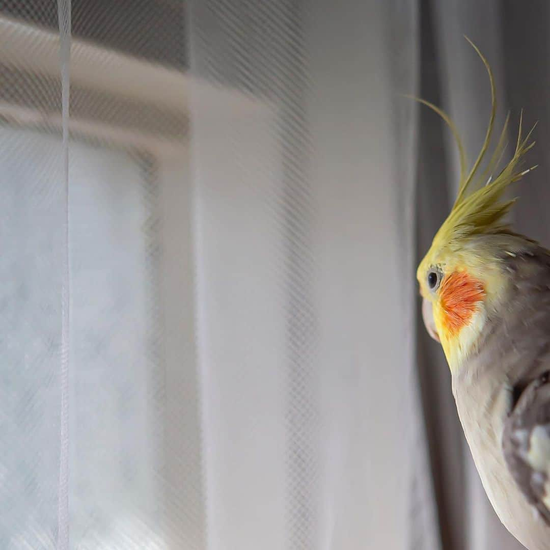 YURAPOi ゆらぽぃさんのインスタグラム写真 - (YURAPOi ゆらぽぃInstagram)「Twilight cockatiel #たそがれオカメ」11月23日 20時32分 - ryoichisakai