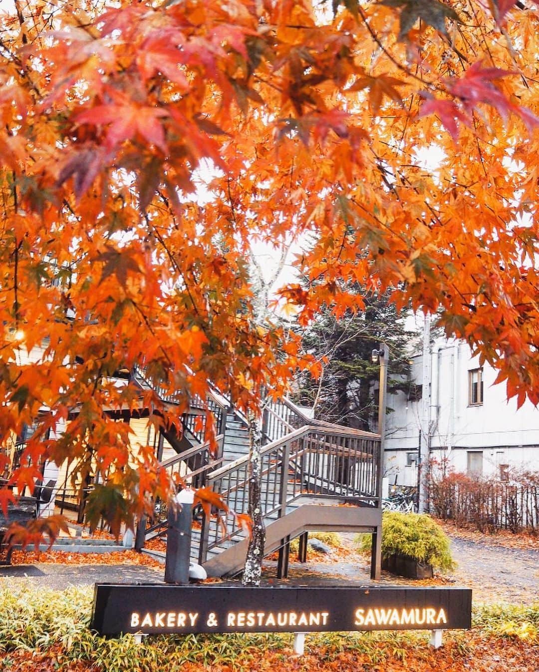 chiyo1173さんのインスタグラム写真 - (chiyo1173Instagram)「#outfitoftheday  この週末は、紅葉を見に軽井沢に来ています🍁 もう終わっちゃってるかな…って心配していたけど、 まだまだ見頃でとっても綺麗。 ・ ・ お天気悪いのが残念だけど、 街全体が赤や黄色に染まっていて圧巻の美しさです ✨✨ 日本の四季って本当に素晴らしい！  3枚目以降、紅葉の写真載せています。 ・ ・ coat：#plage #プラージュ knit：#uniqlo #ユニクロ t-shirt：#unitedarrows #ユナイテッドアローズ pants：#hm #エイチアンドエム bag：#zanchetti #ザンケッティ  shoes：#rakuten_fashion ・ ・ ・ 2枚目の右端に可愛い子ちゃんがいます🐕♪♪ ・ ・」11月23日 20時35分 - chiyo1173