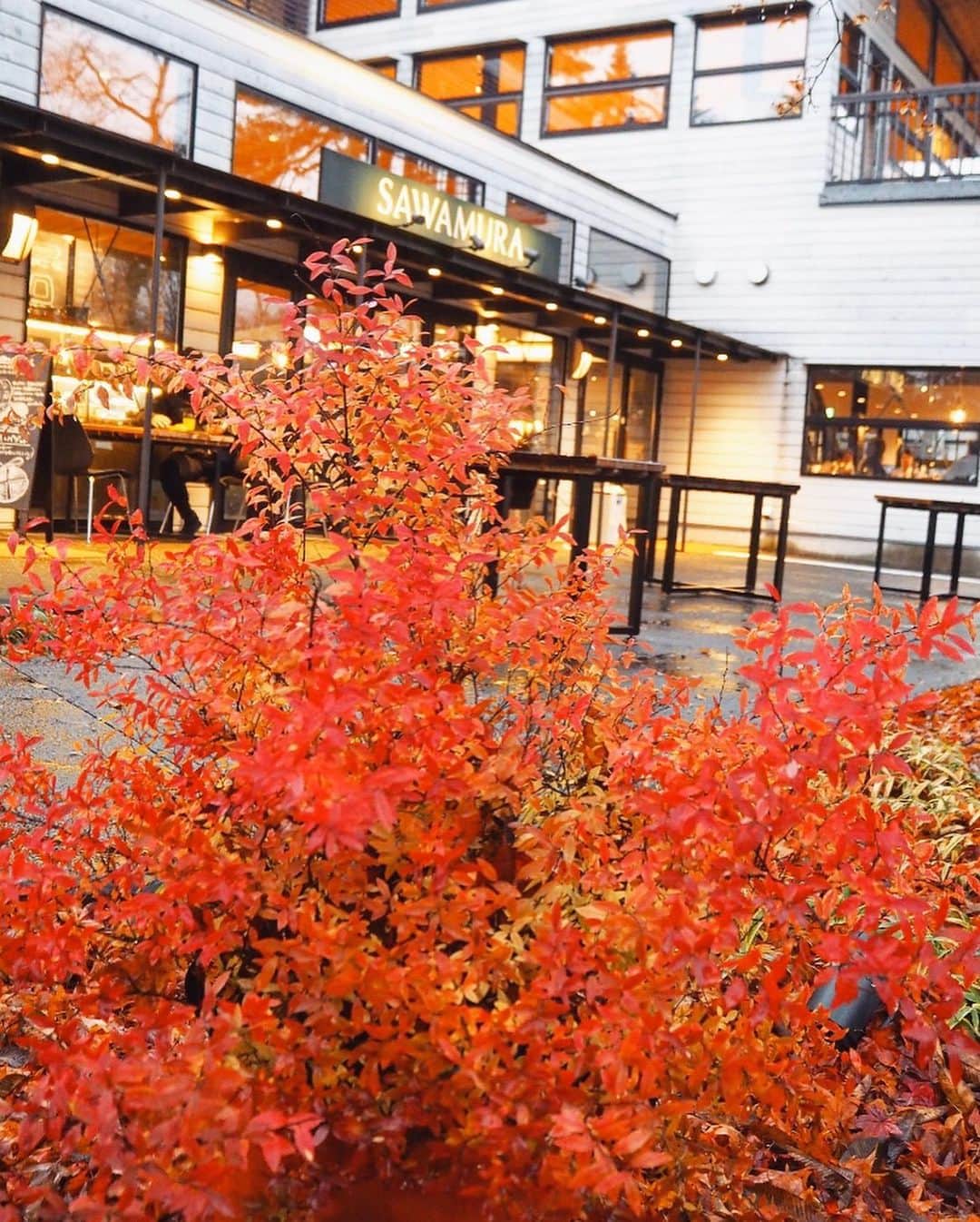 chiyo1173さんのインスタグラム写真 - (chiyo1173Instagram)「#outfitoftheday  この週末は、紅葉を見に軽井沢に来ています🍁 もう終わっちゃってるかな…って心配していたけど、 まだまだ見頃でとっても綺麗。 ・ ・ お天気悪いのが残念だけど、 街全体が赤や黄色に染まっていて圧巻の美しさです ✨✨ 日本の四季って本当に素晴らしい！  3枚目以降、紅葉の写真載せています。 ・ ・ coat：#plage #プラージュ knit：#uniqlo #ユニクロ t-shirt：#unitedarrows #ユナイテッドアローズ pants：#hm #エイチアンドエム bag：#zanchetti #ザンケッティ  shoes：#rakuten_fashion ・ ・ ・ 2枚目の右端に可愛い子ちゃんがいます🐕♪♪ ・ ・」11月23日 20時35分 - chiyo1173